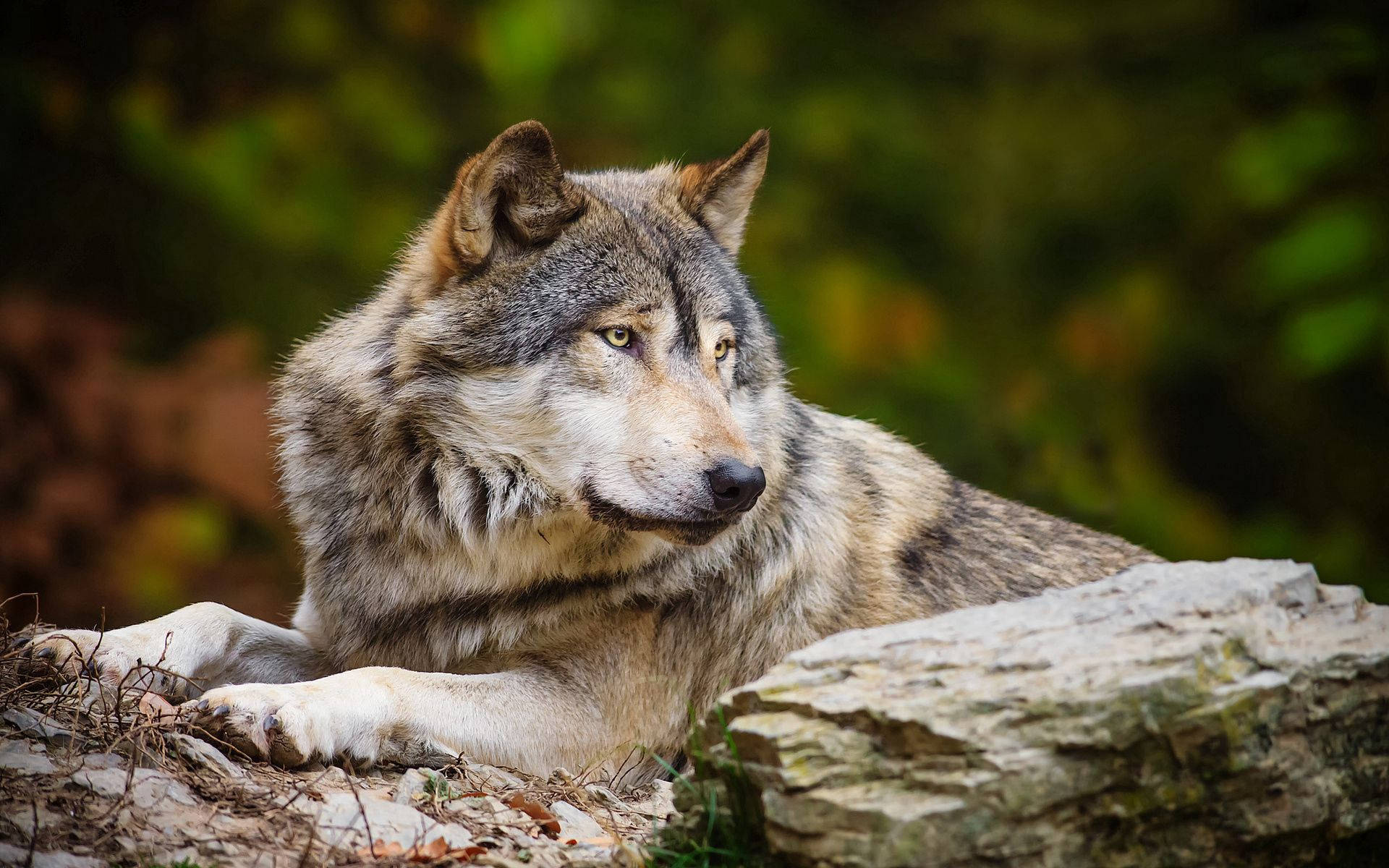 白と灰色のオオカミの動物写真の壁紙