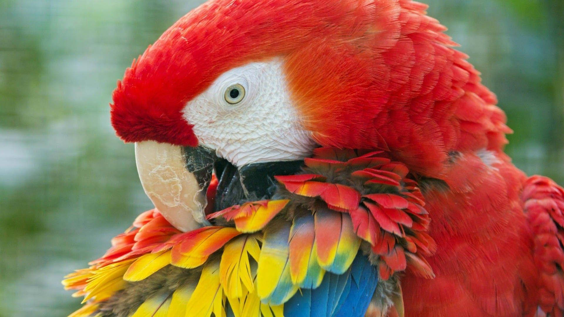 1920x1080 HD コンゴウインコのクローズアップショット 壁紙