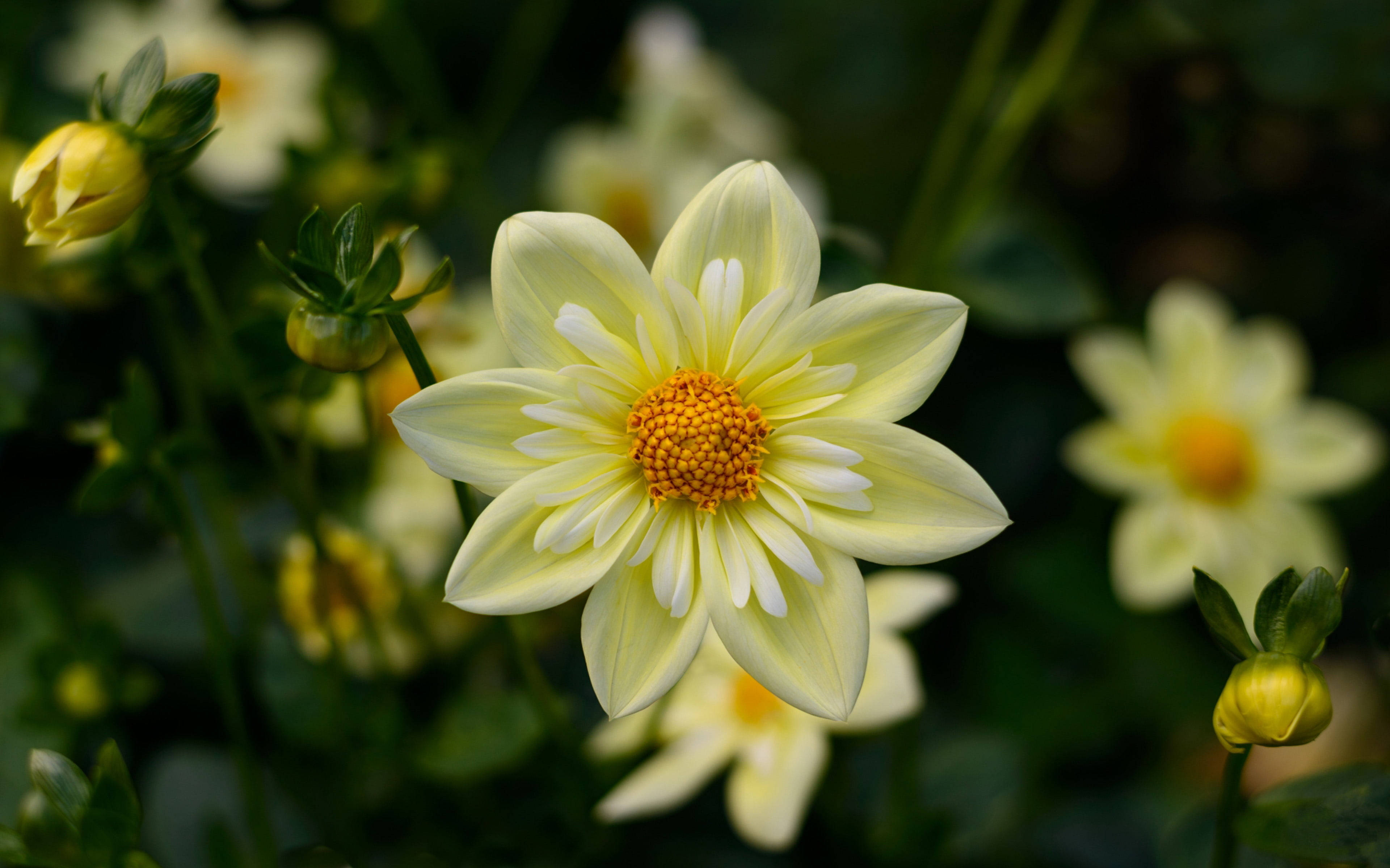 1920x1080 HD ダリアの花 壁紙