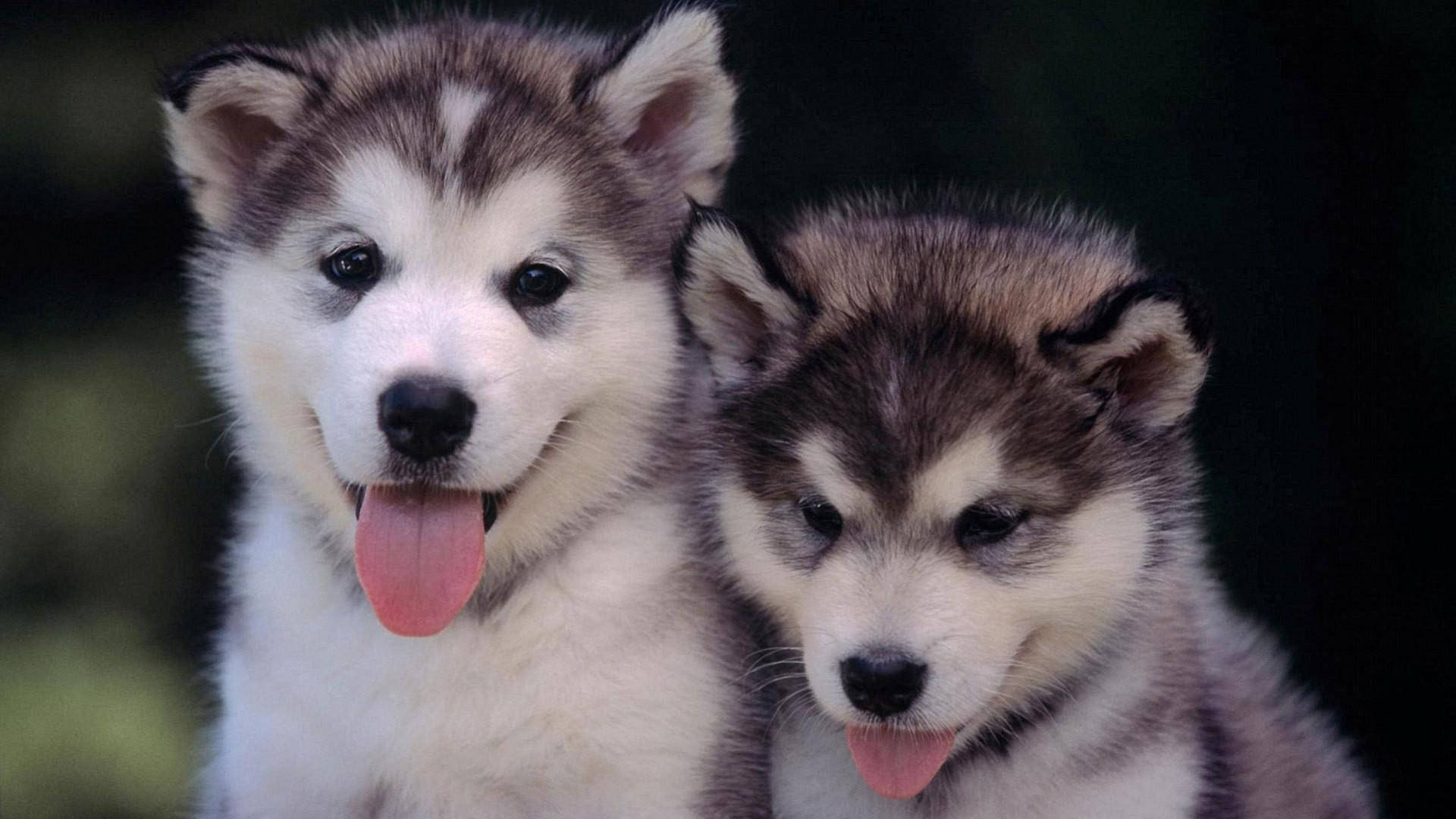 ハスキーの子犬2匹が舌を出している 壁紙