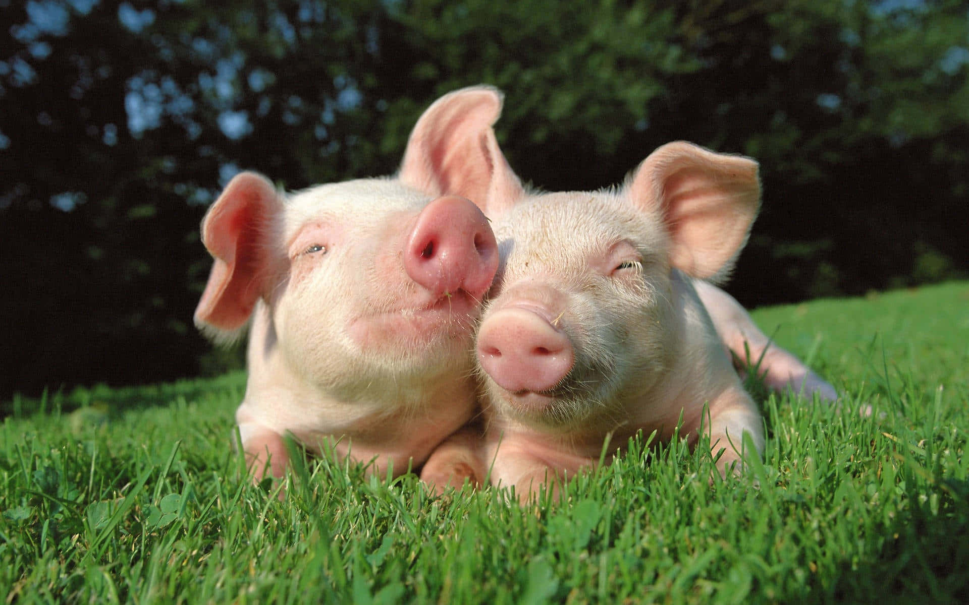 草の上に寝そべる2匹の豚 壁紙