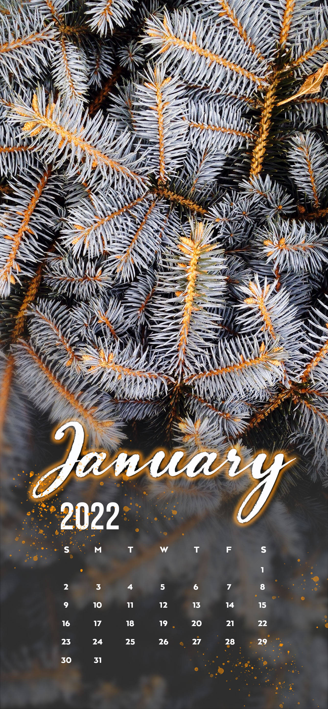 2022年1月 白い松の木 壁紙