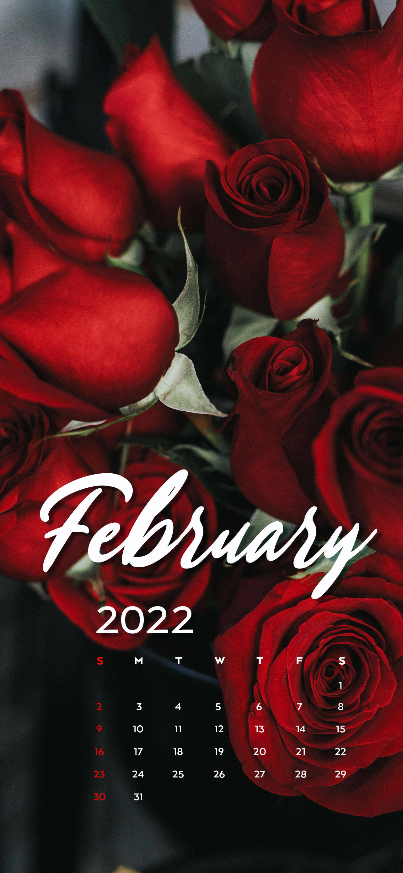 2022年2月 赤いバラのカレンダー 壁紙