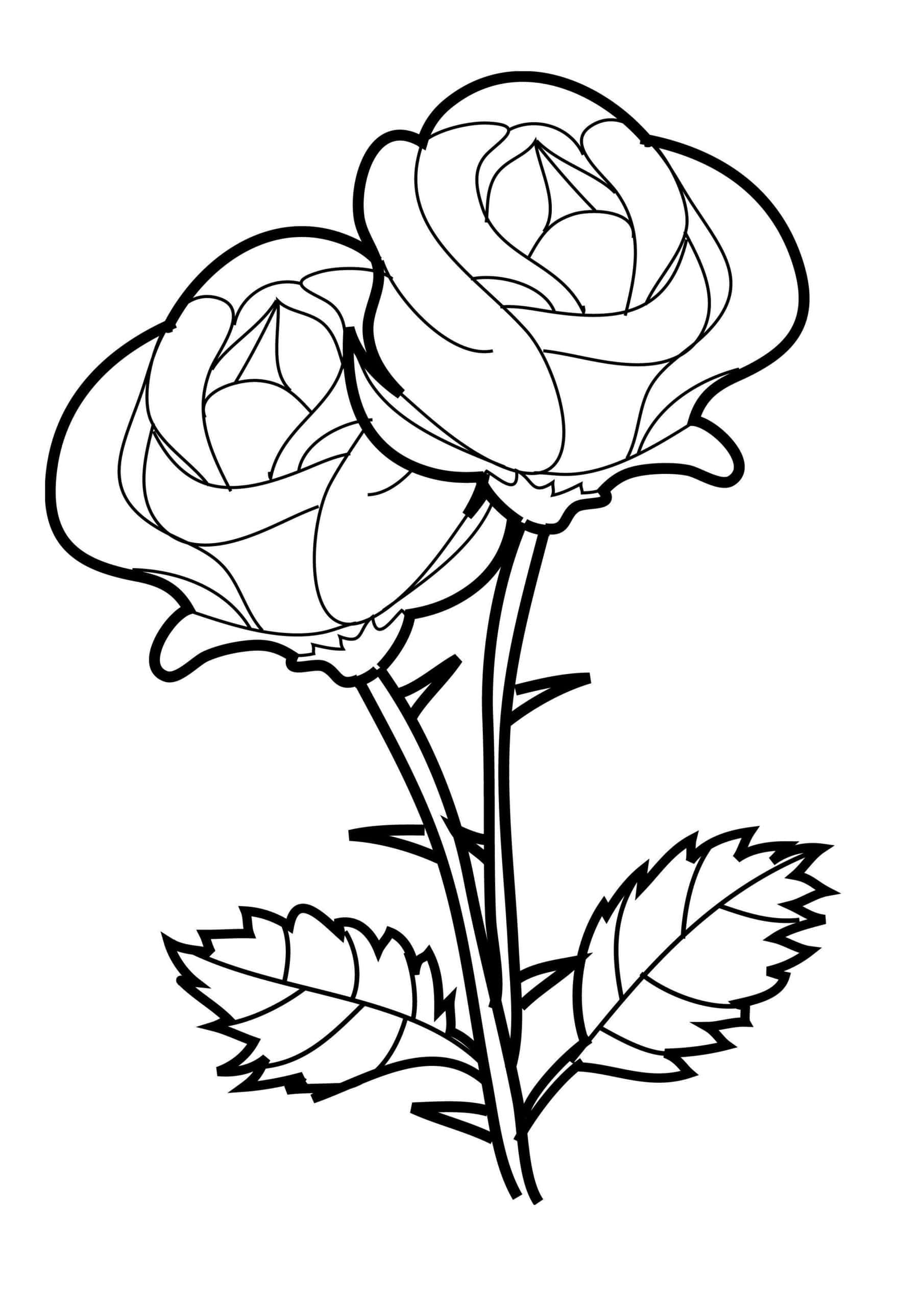 2輪のバラの塗り絵 壁紙