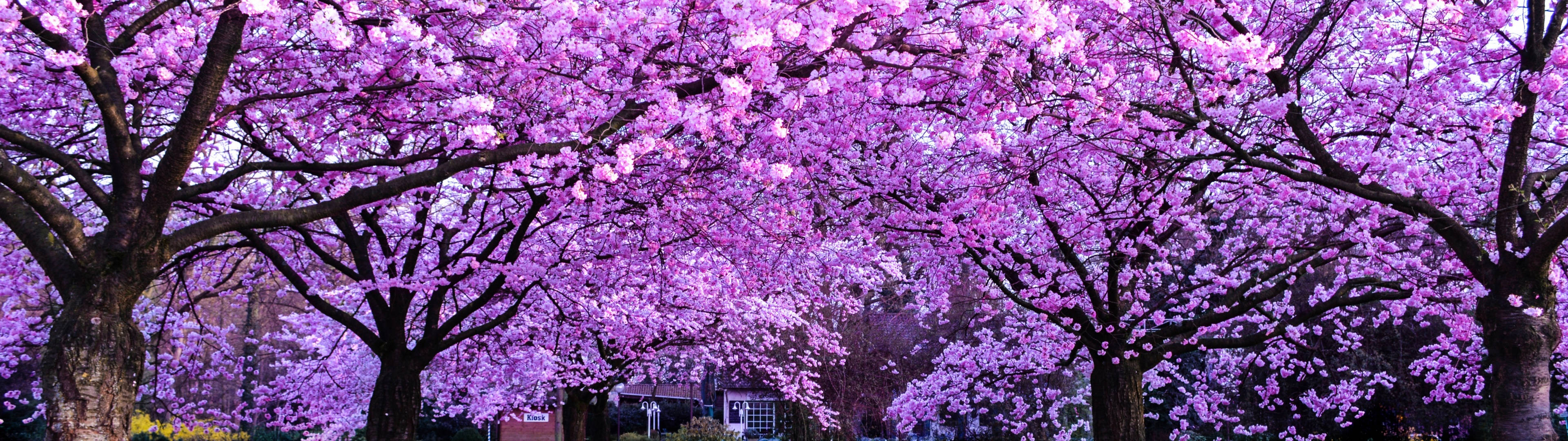 3840x1080 4K 桜の木 壁紙