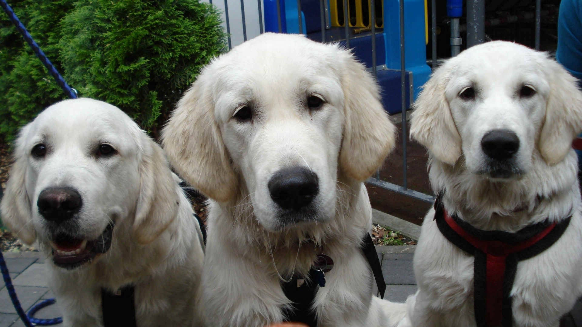家の前にいる3匹の大人のクリーム色ラブラドール犬の壁紙