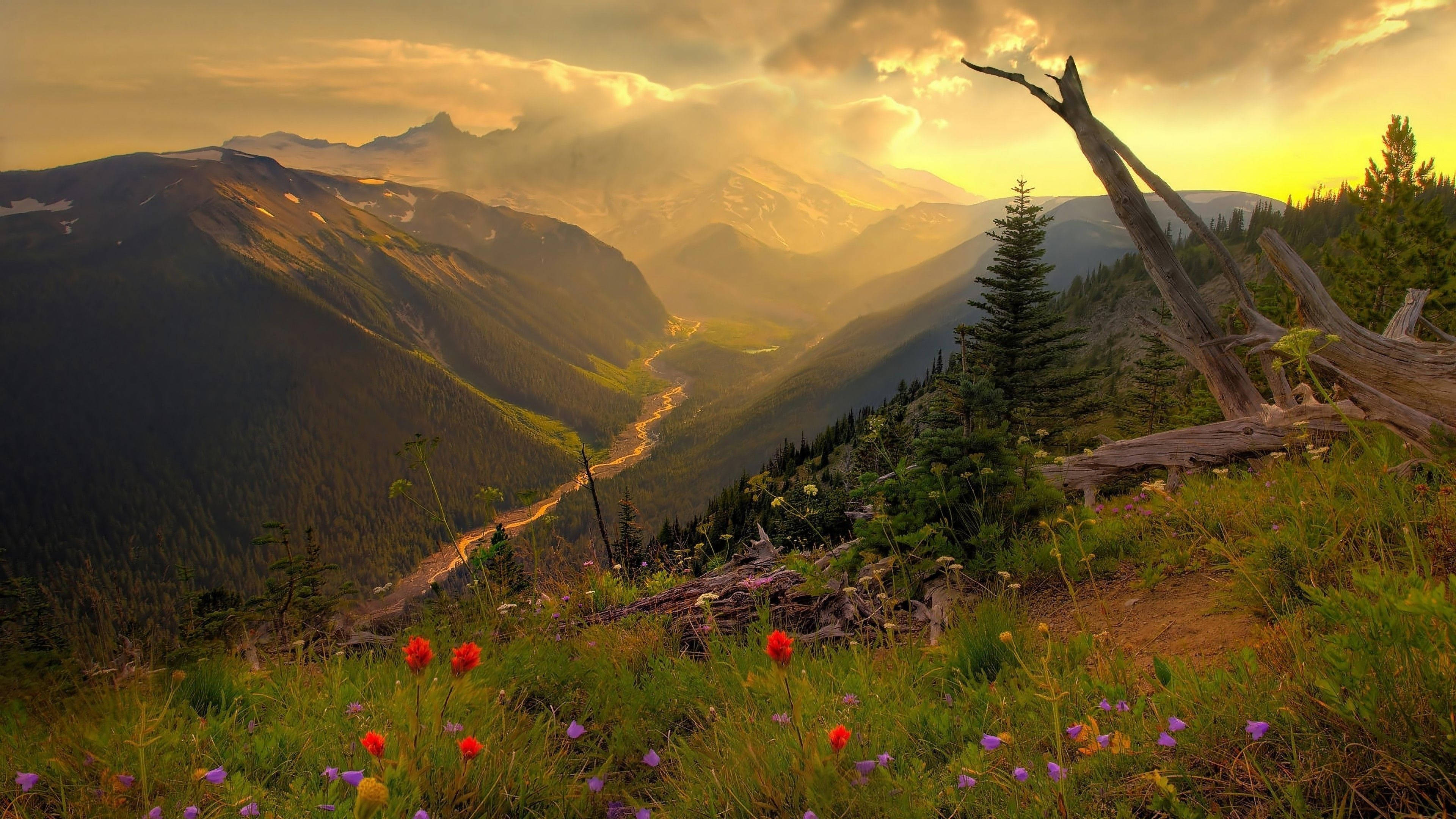 4K 自然 山の花 壁紙