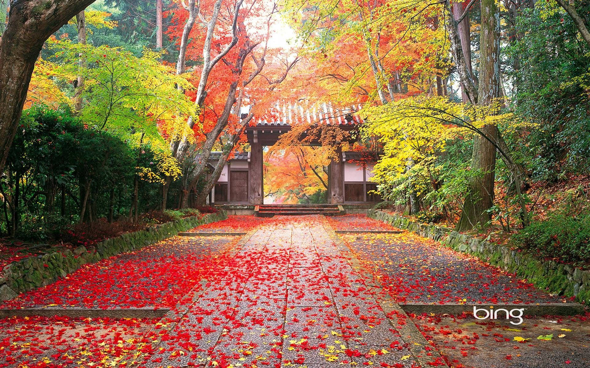 4K自然 寺院の入り口 壁紙