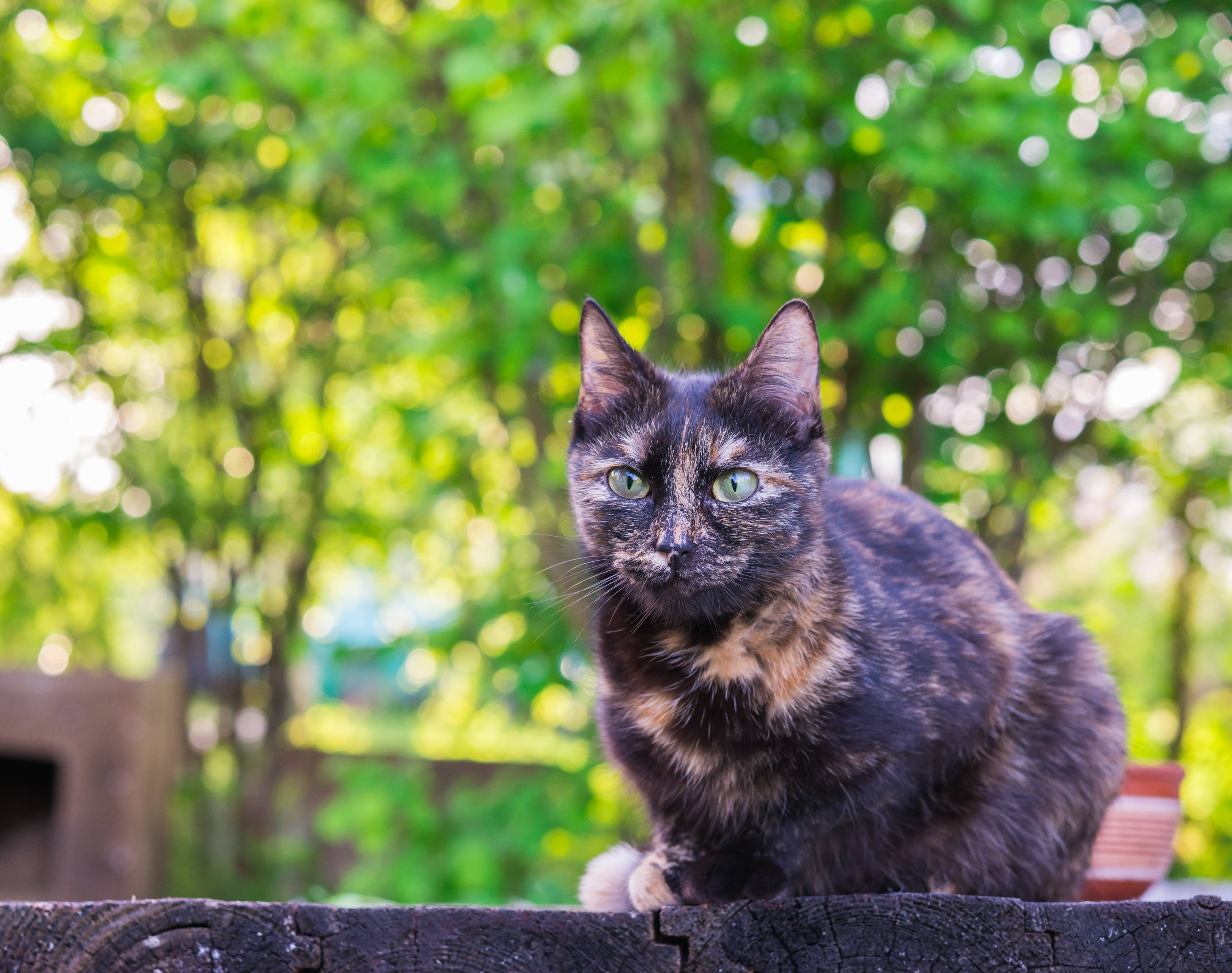 4K 緑の木々と黒猫 壁紙