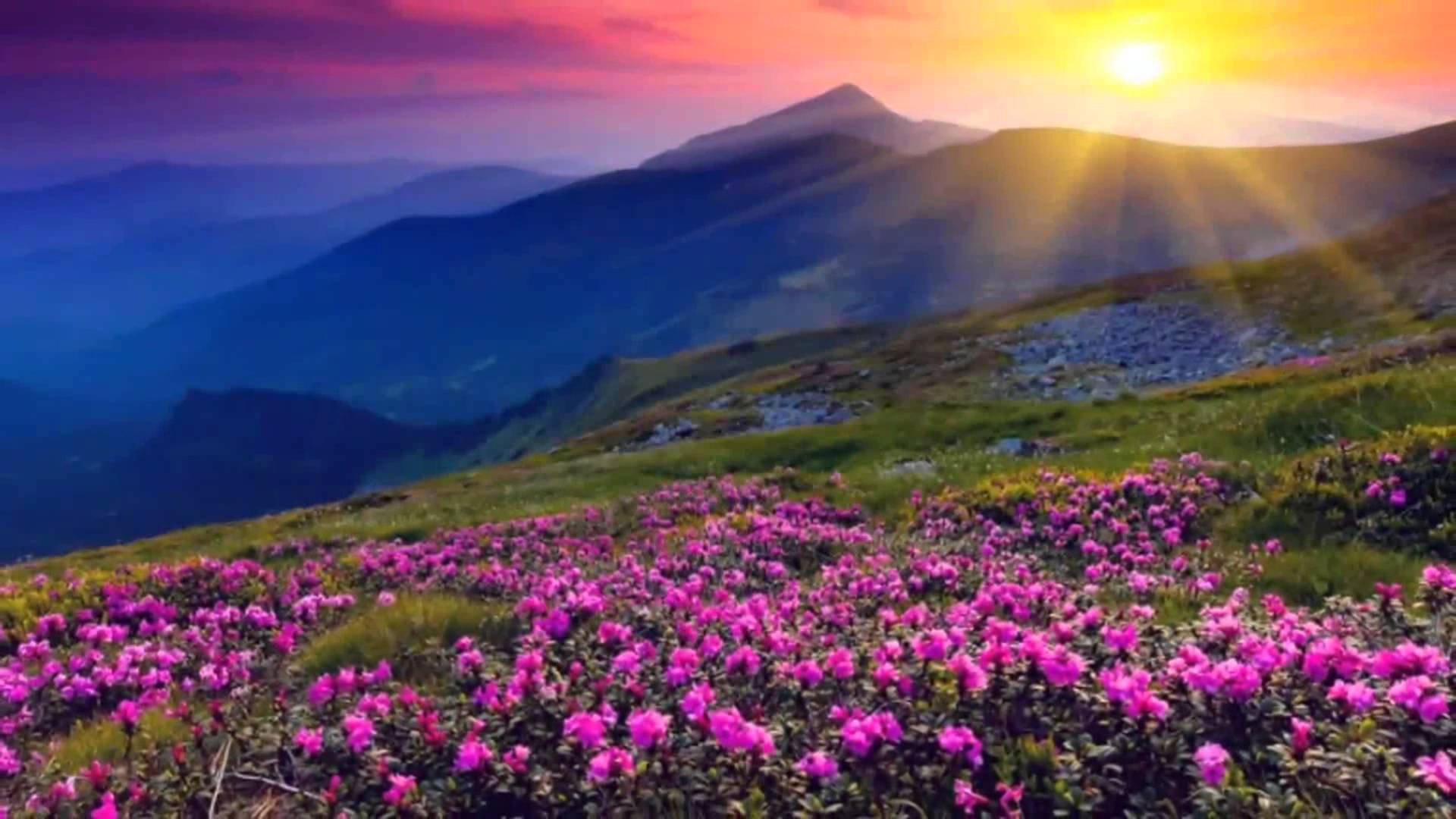 4K 自然の花と日の出