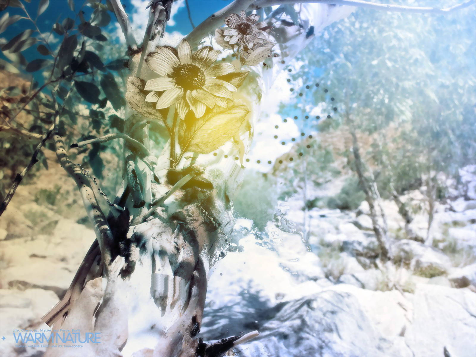 4K 自然の花と雪 壁紙