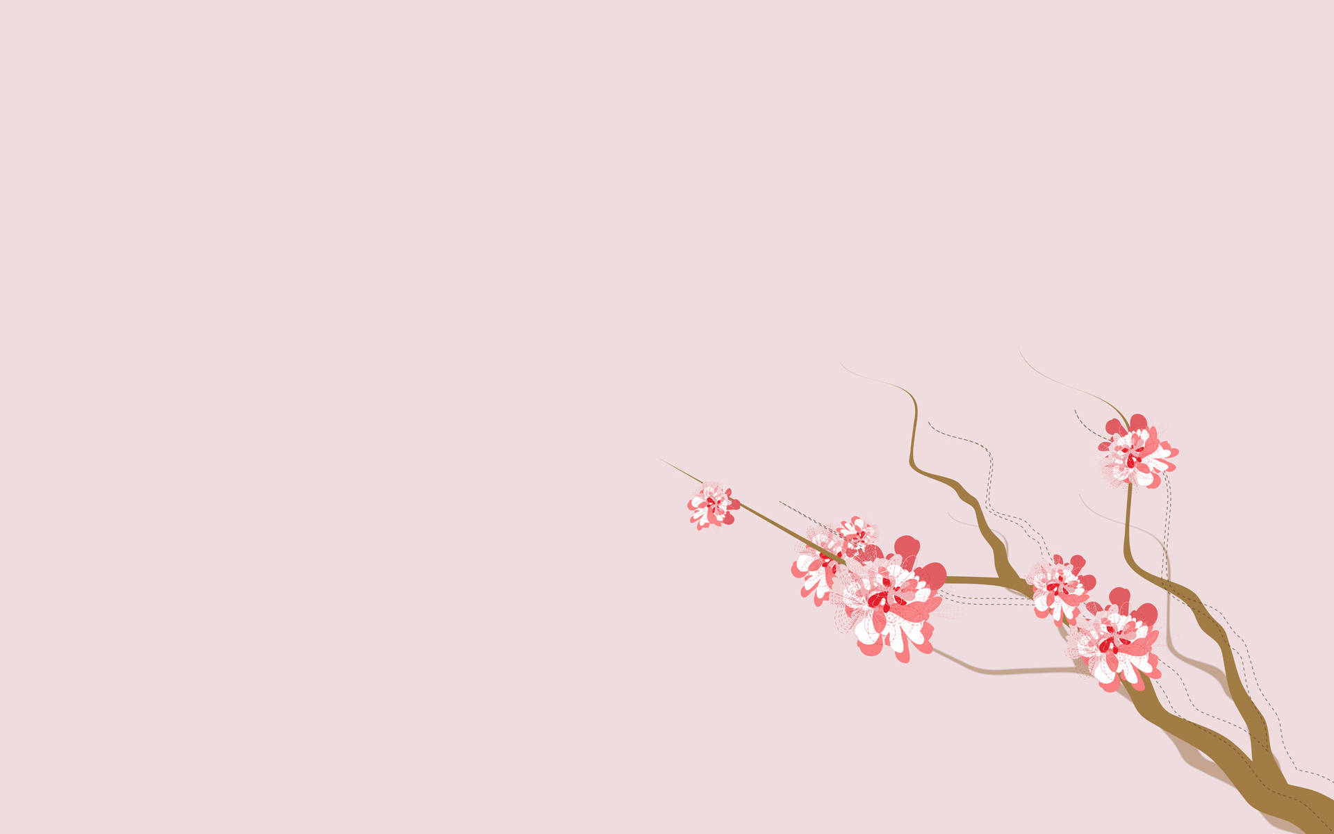4K自然 桜の花