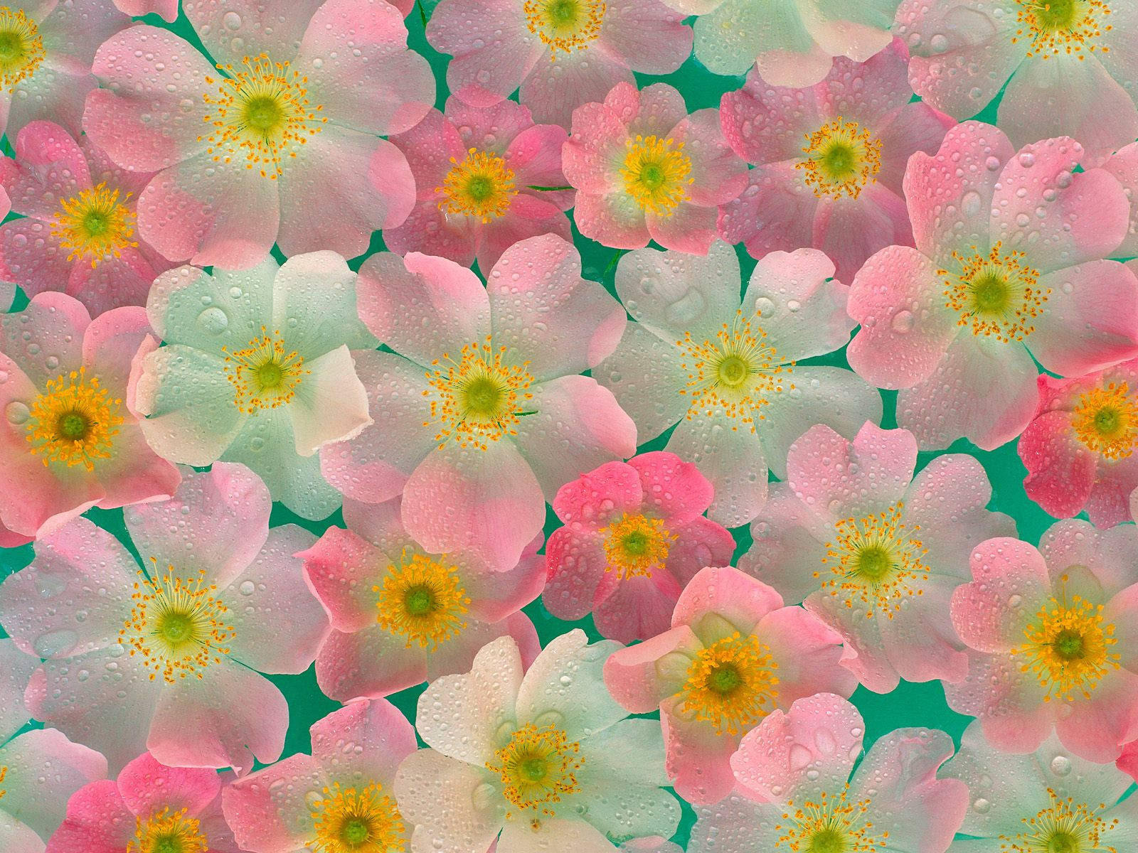 4K自然のピンクの花
