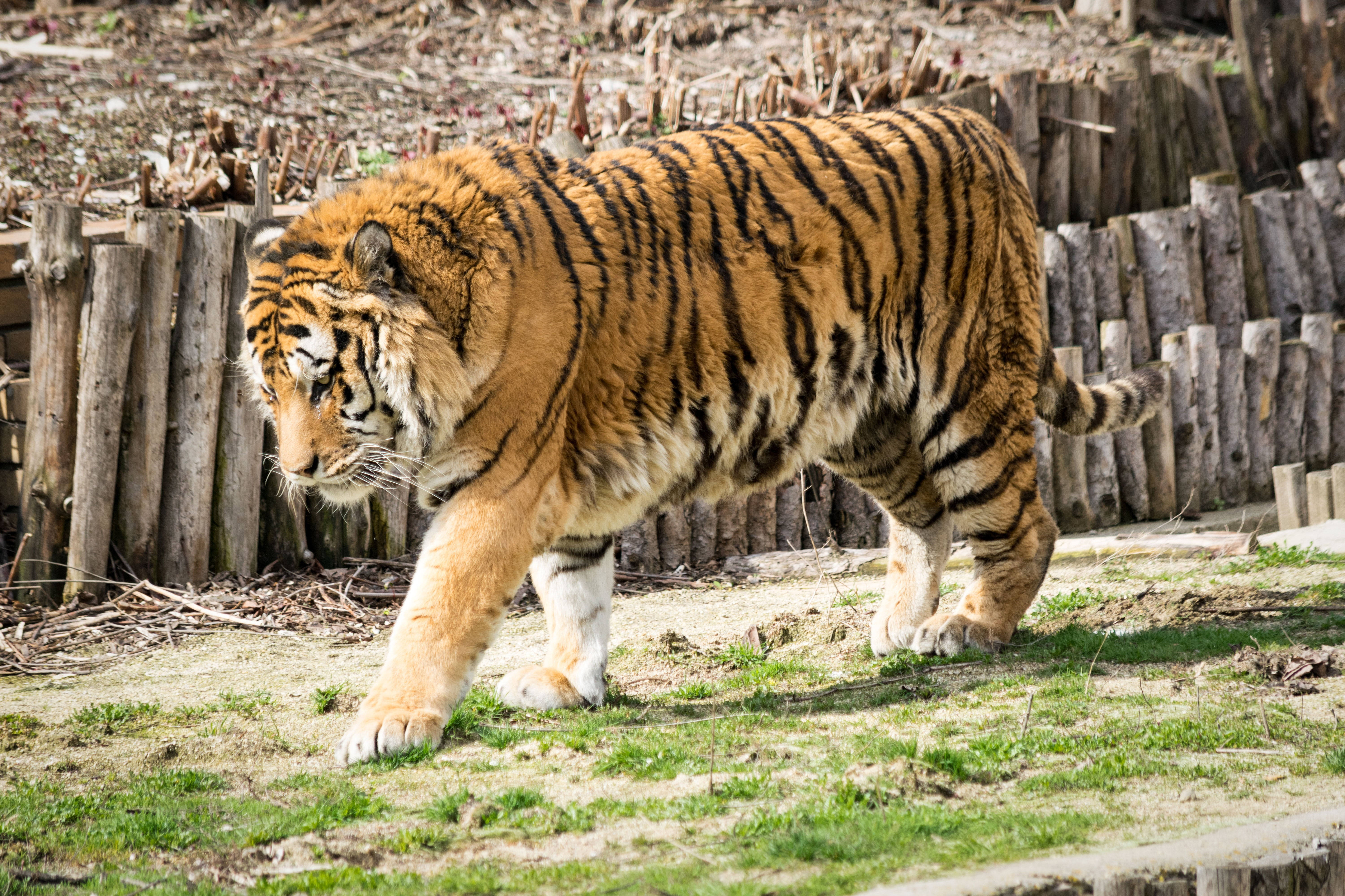 筋骨隆々の動物 8KタイガーUHD 壁紙