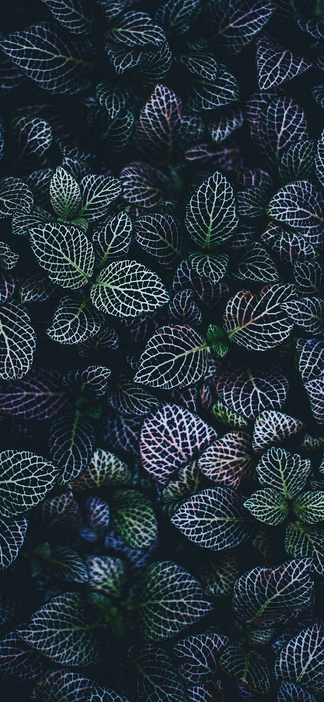 a close up of a dark green plant 壁紙