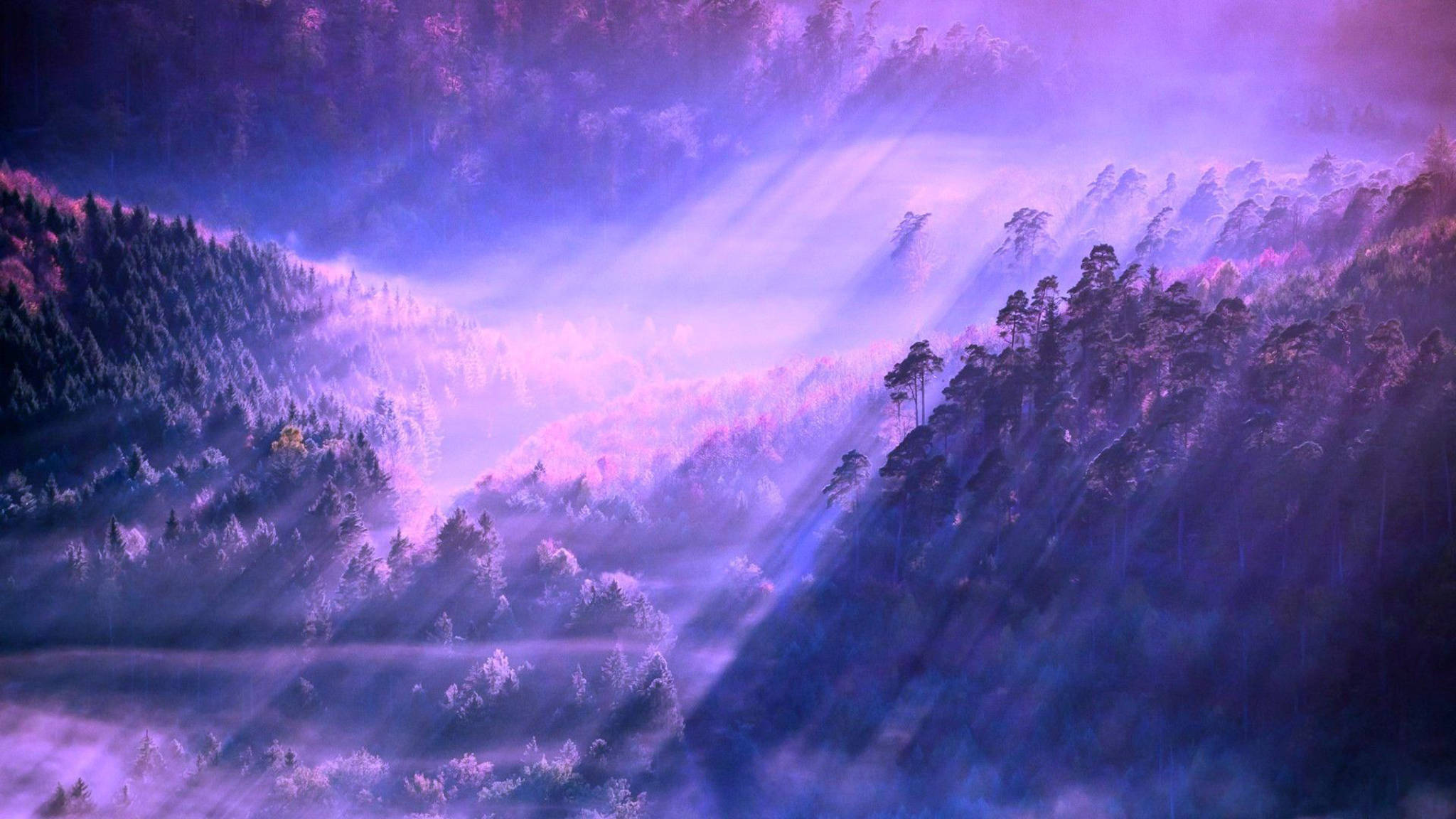 Aesthetic Desktop 霧の森 壁紙