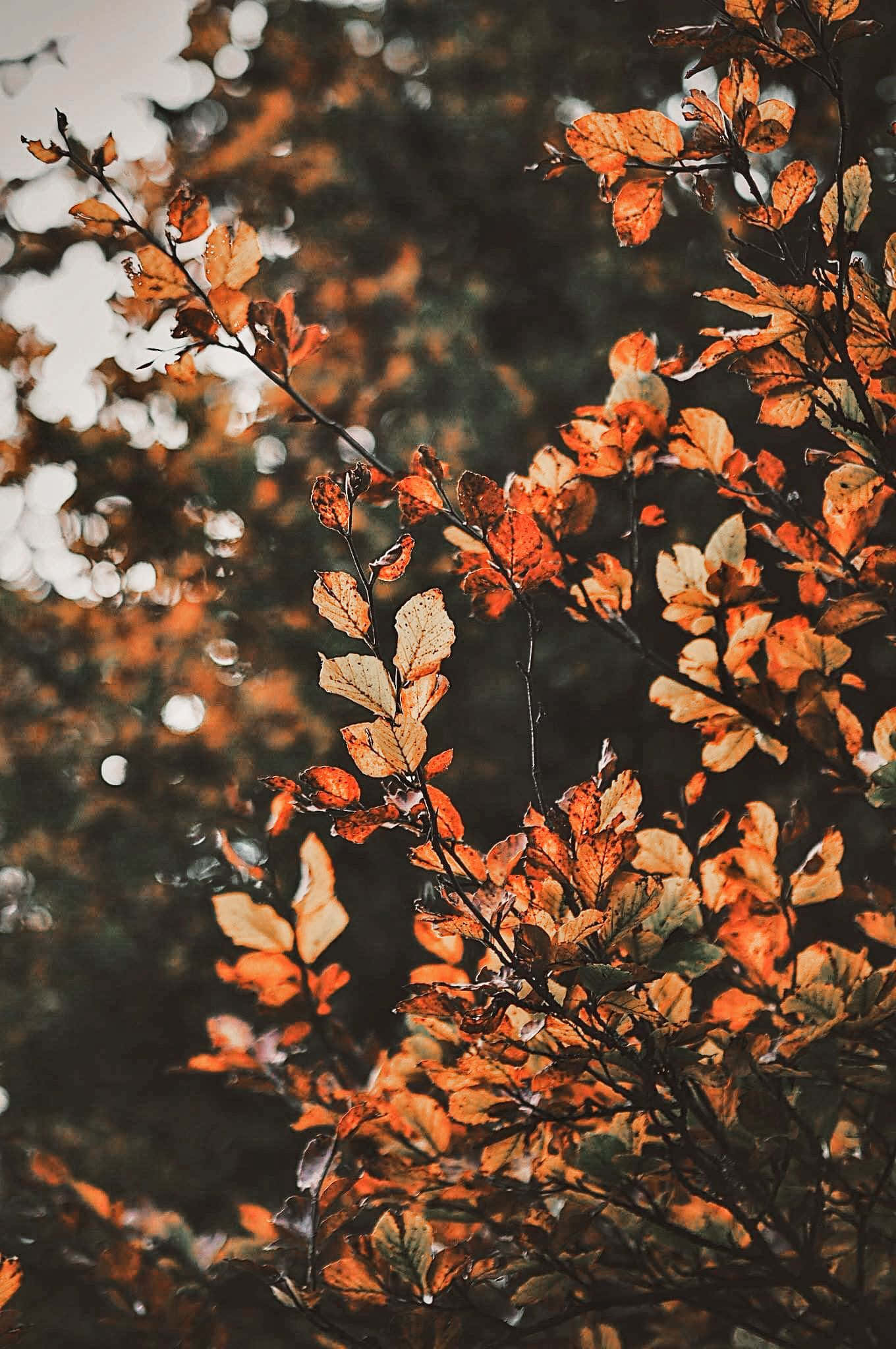 「美しい秋の紅葉を楽しむ、Aesthetic Fall」 壁紙