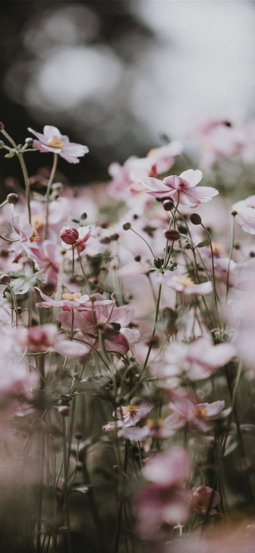Aesthetic iPhone X ピンクの花 壁紙