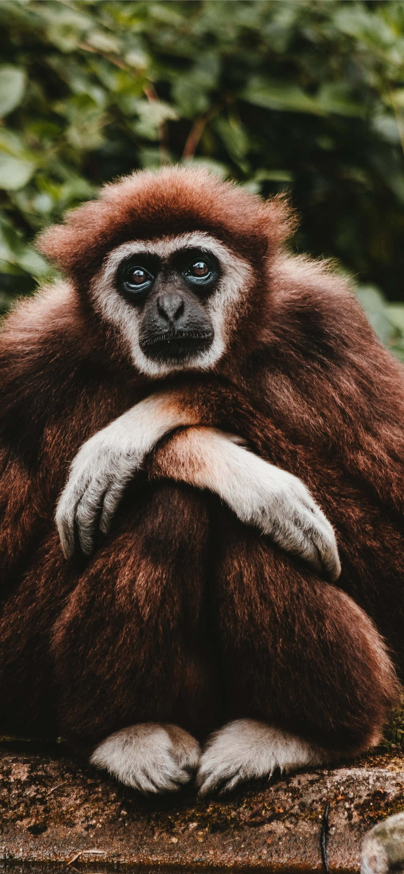 Android Gibbonがモバイル技術の未来へ導く 壁紙