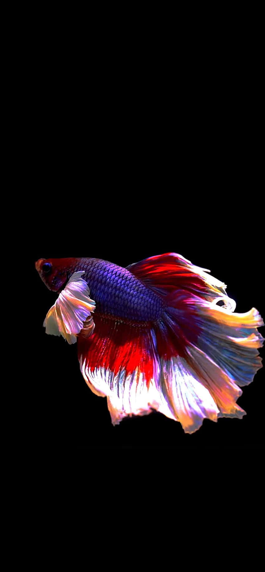 赤と白のベタ Android魚背景 壁紙