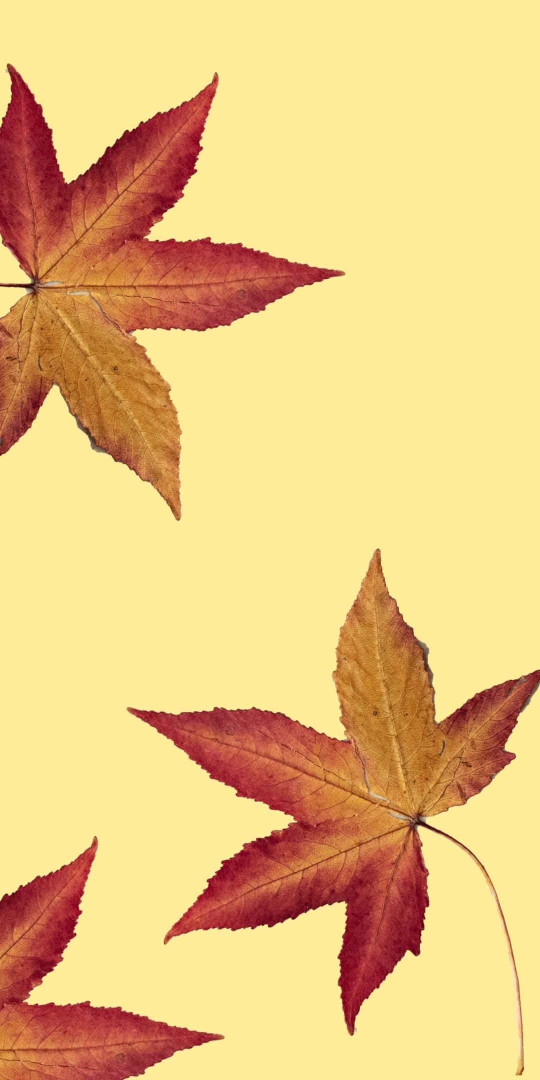 赤い紅葉のAndroid秋背景 壁紙