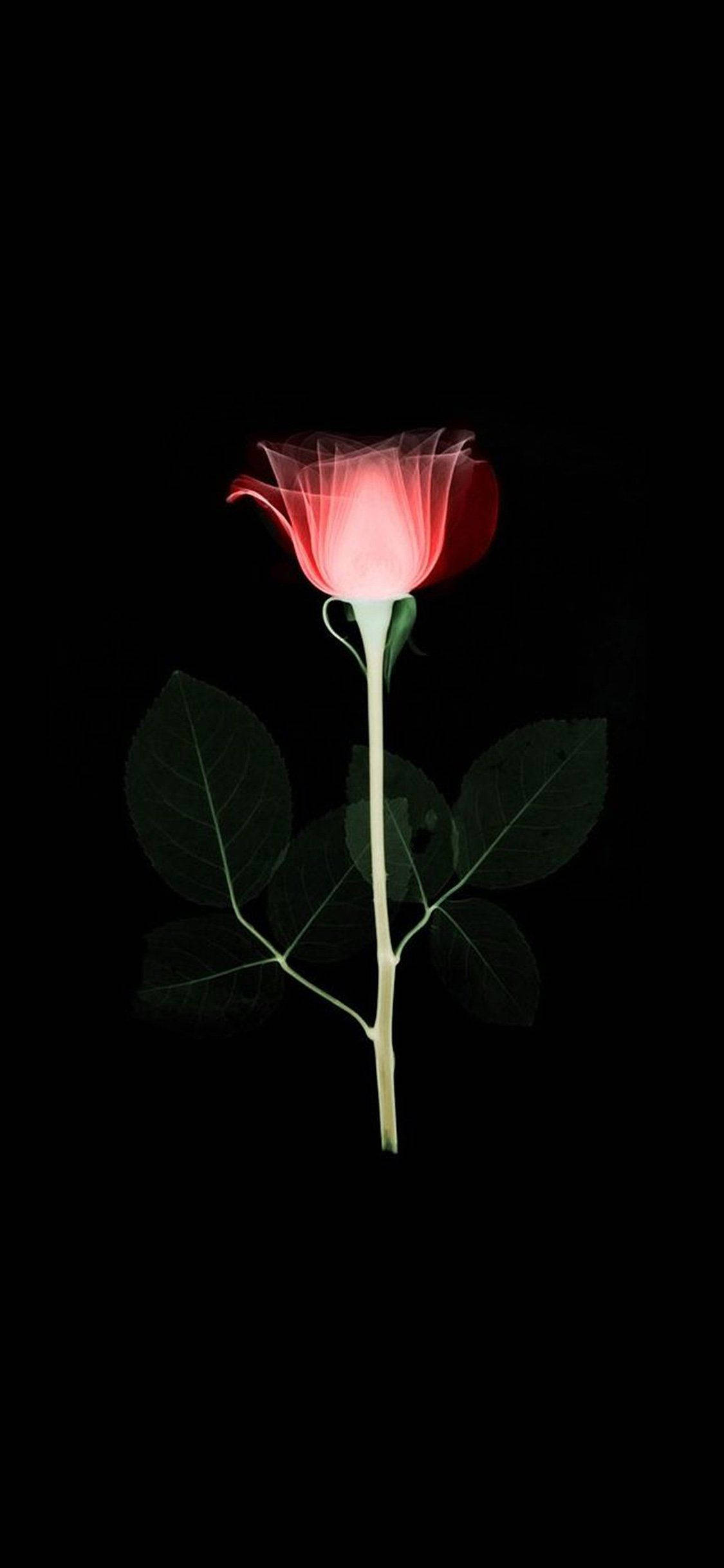 赤外線 薔薇 花 Apple 壁紙
