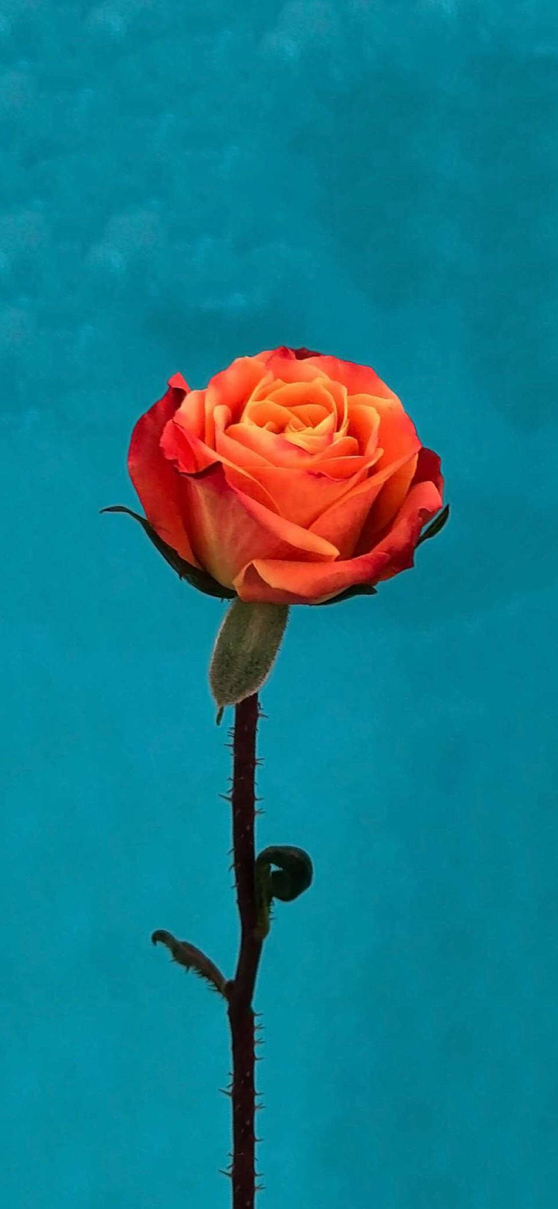 オレンジのバラの花 Apple 壁紙