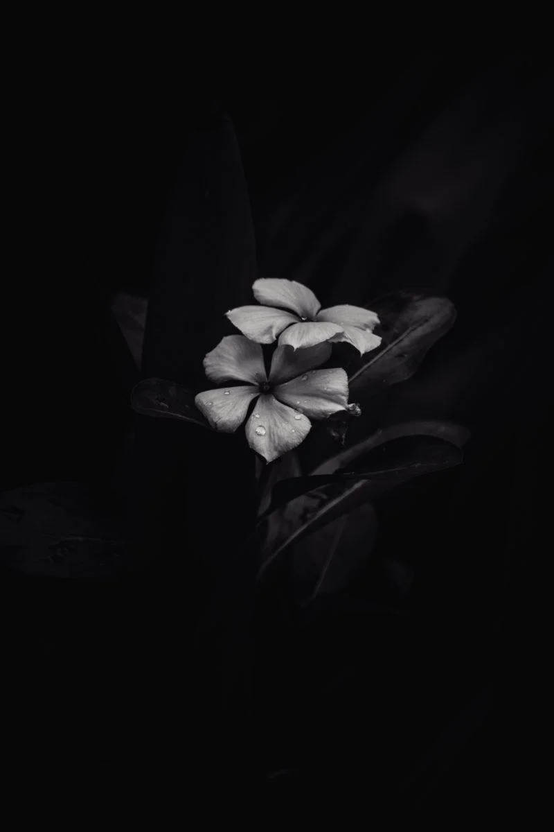 BW フランジパニ iPhone ダーク 壁紙
