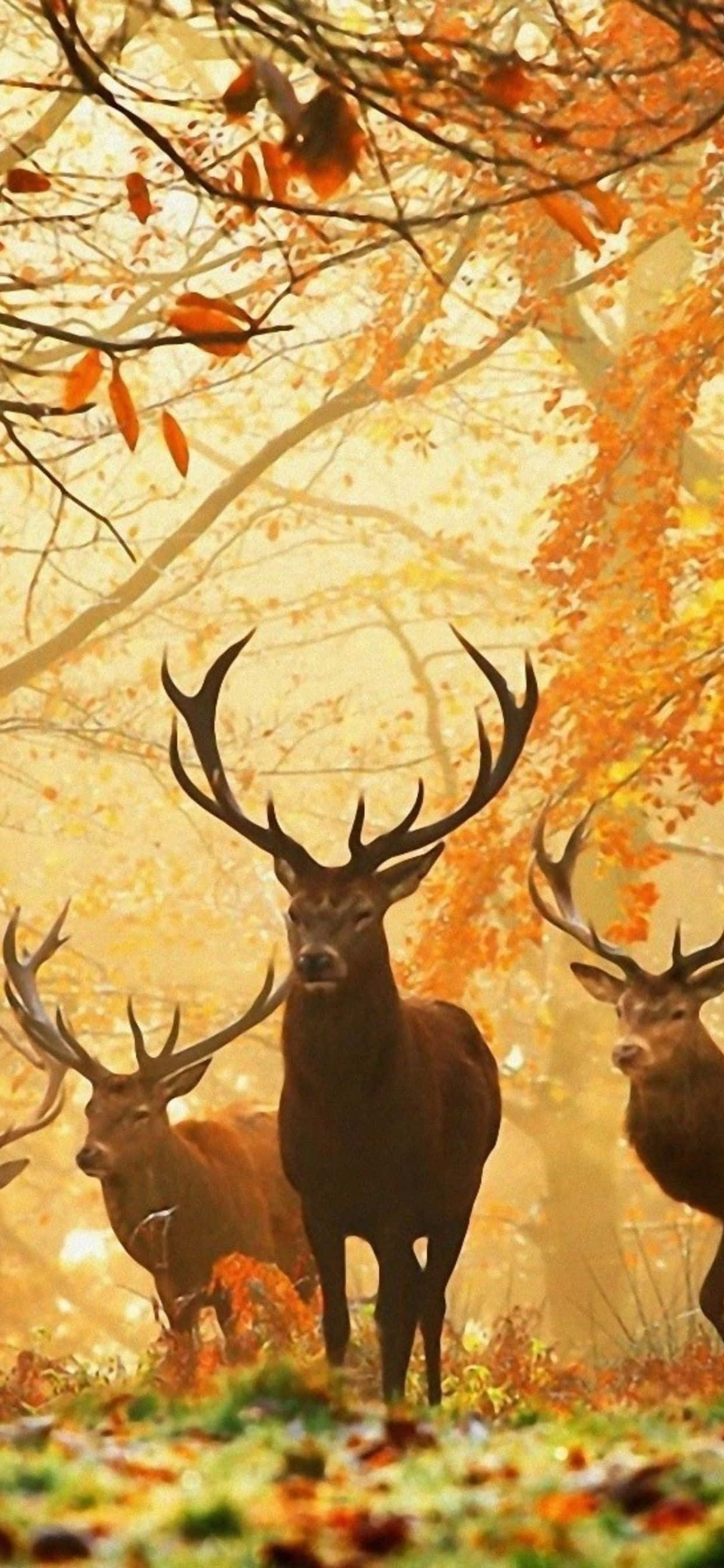 deer in the forest with autumn leaves 壁紙