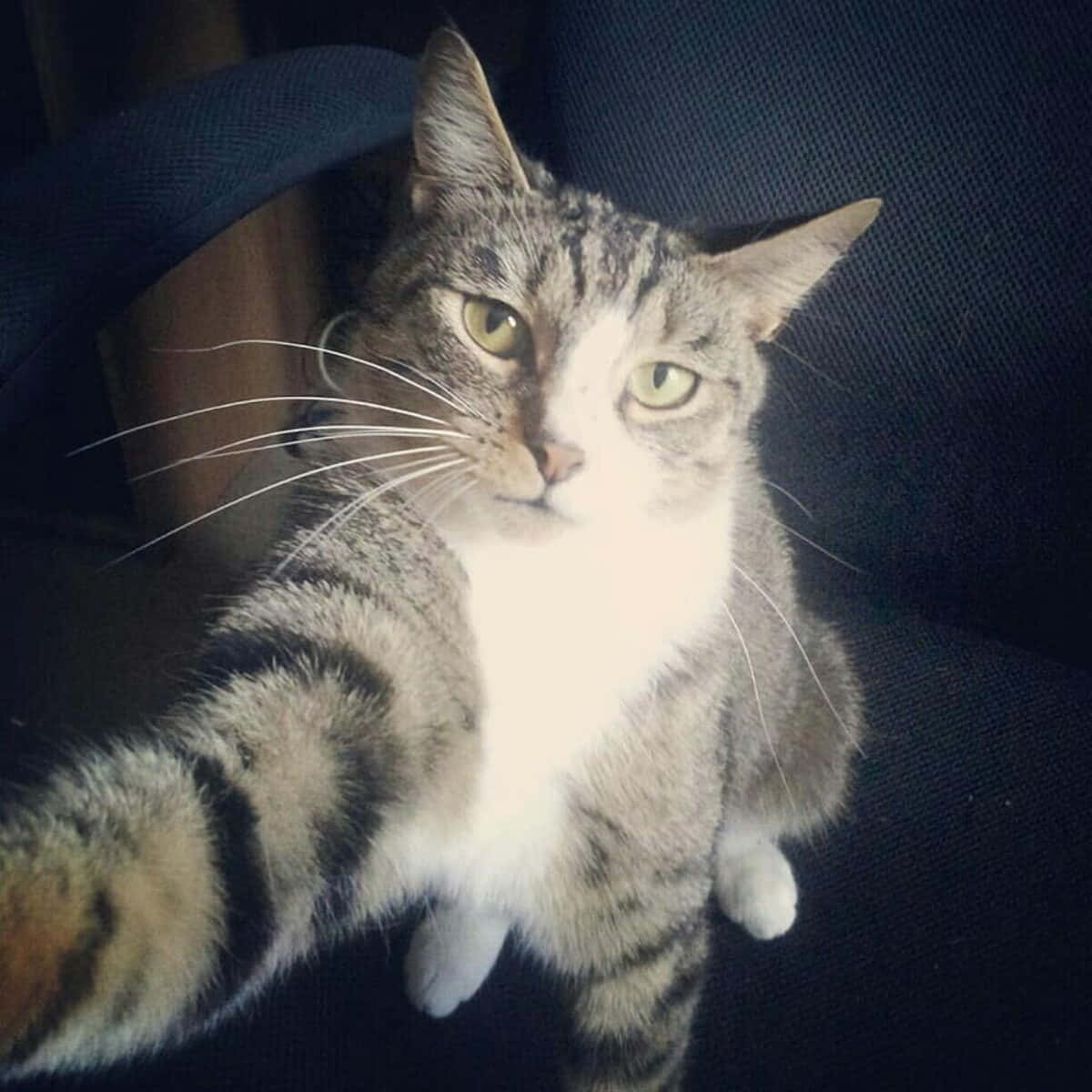 面白い猫の自撮りDiscordプロフィール画像 壁紙