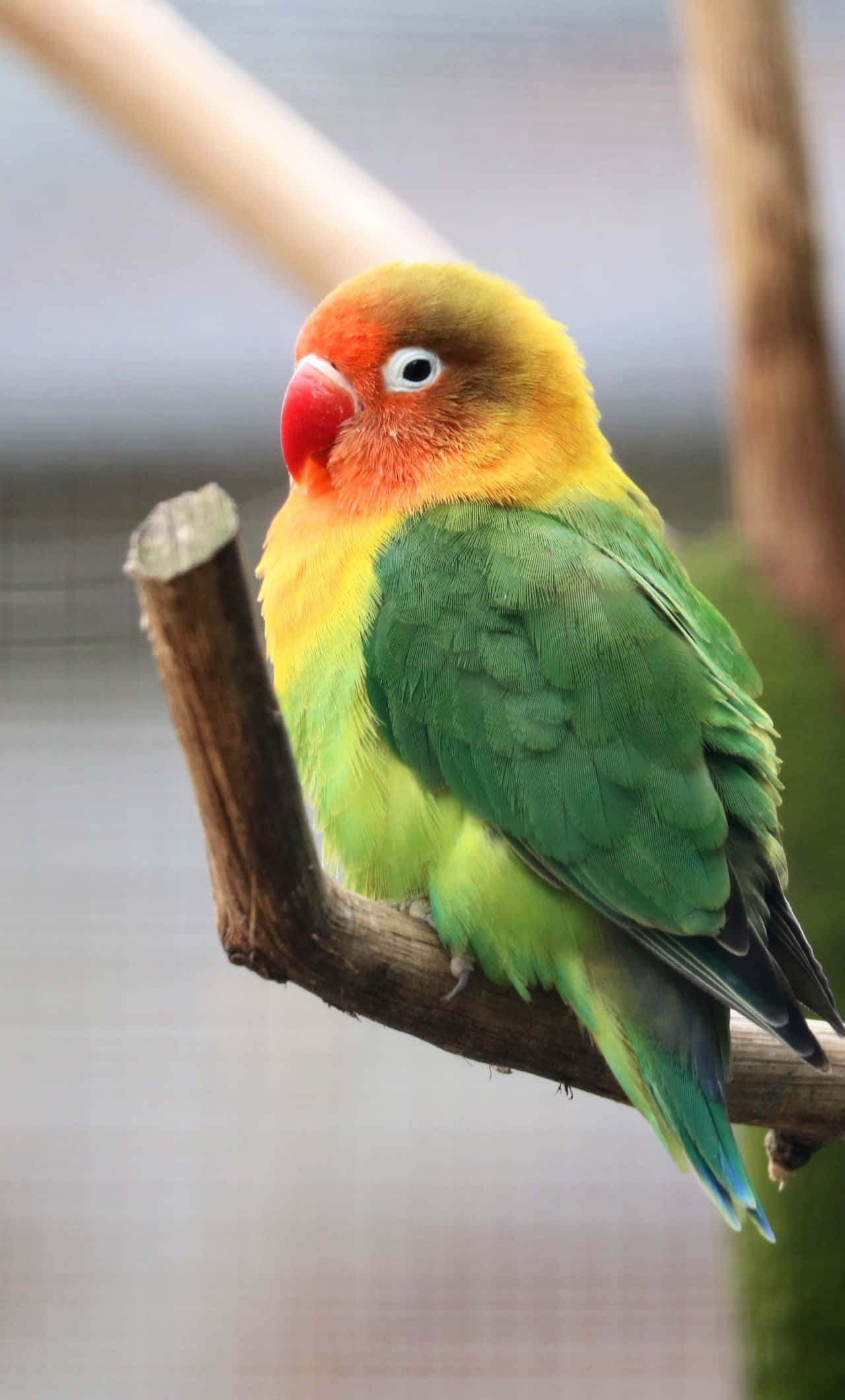 Fischer Love Bird iPhone 壁紙