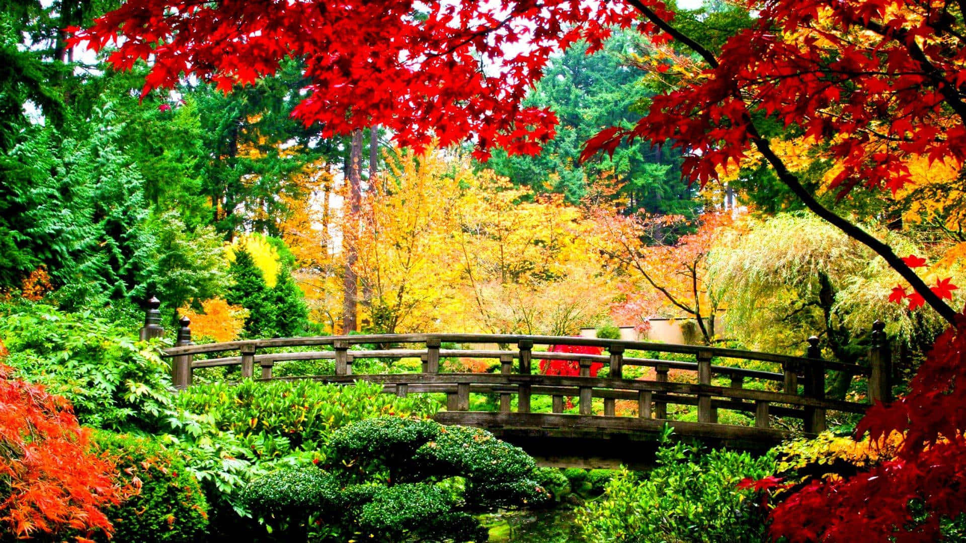 秋の庭園橋HD秋の背景 壁紙