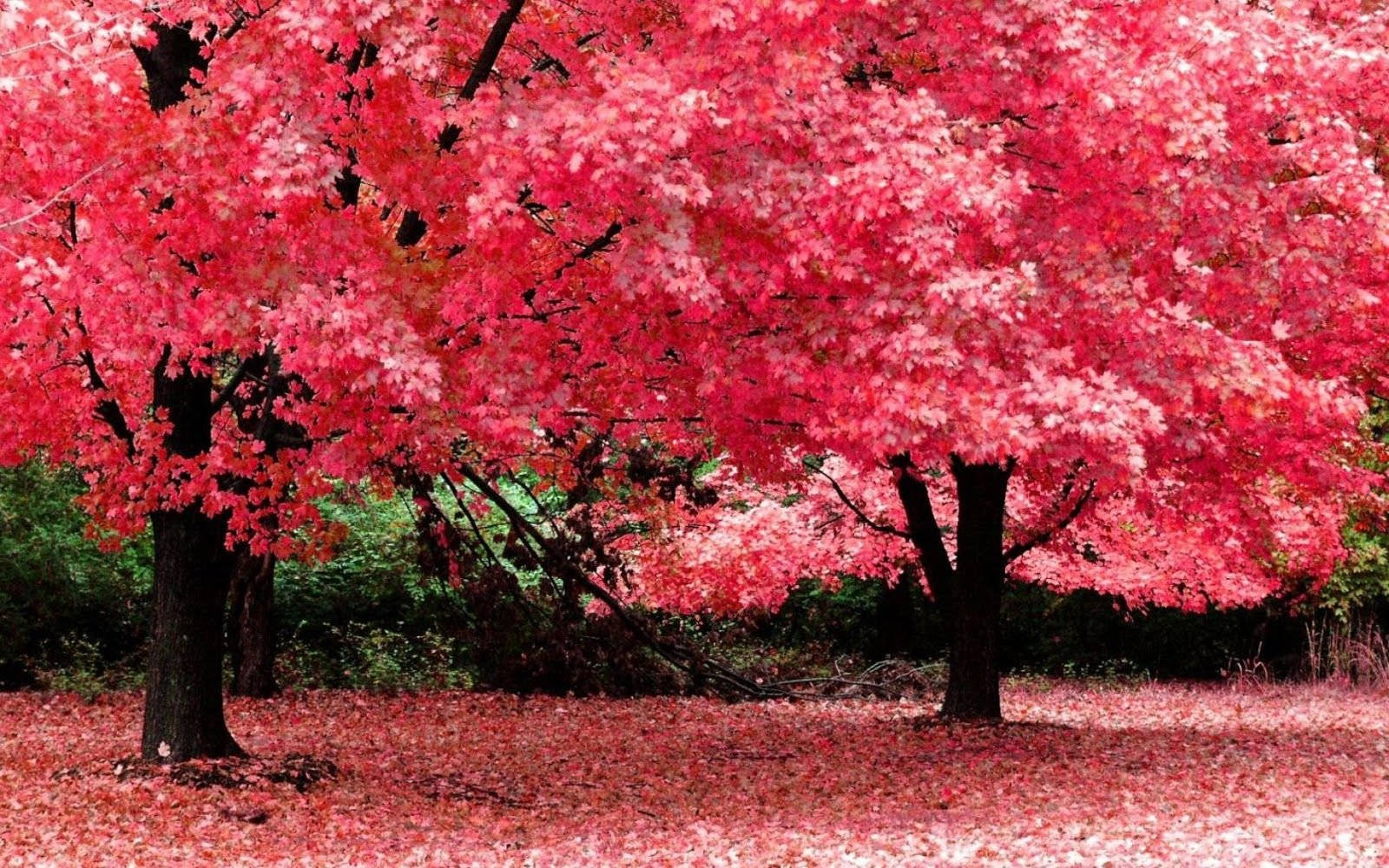 桜の木が映えるフルデスクトップHD壁紙 壁紙