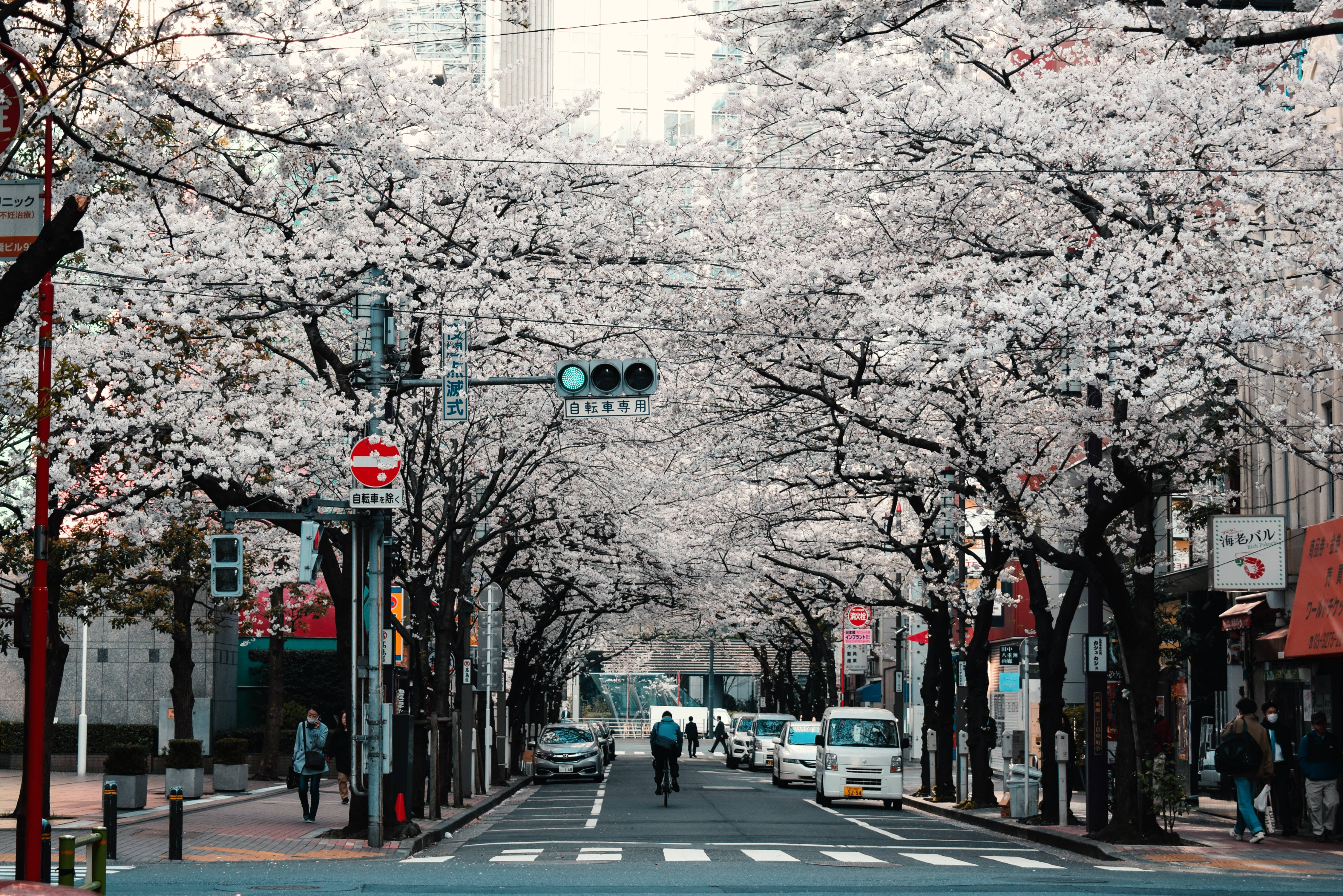 日本の街並み HD 東京の桜並木 壁紙