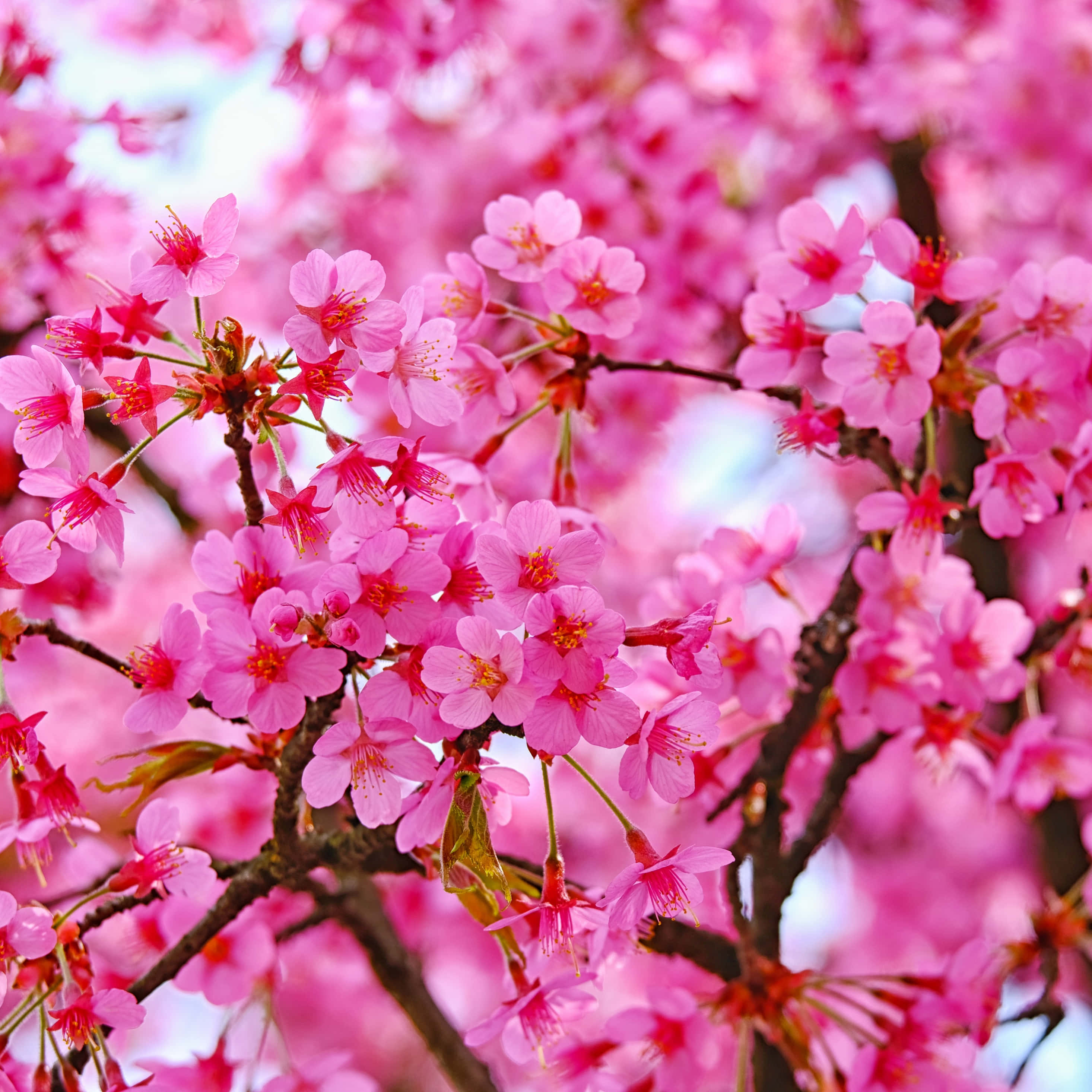 ピンクのiPad Pro 桜 壁紙