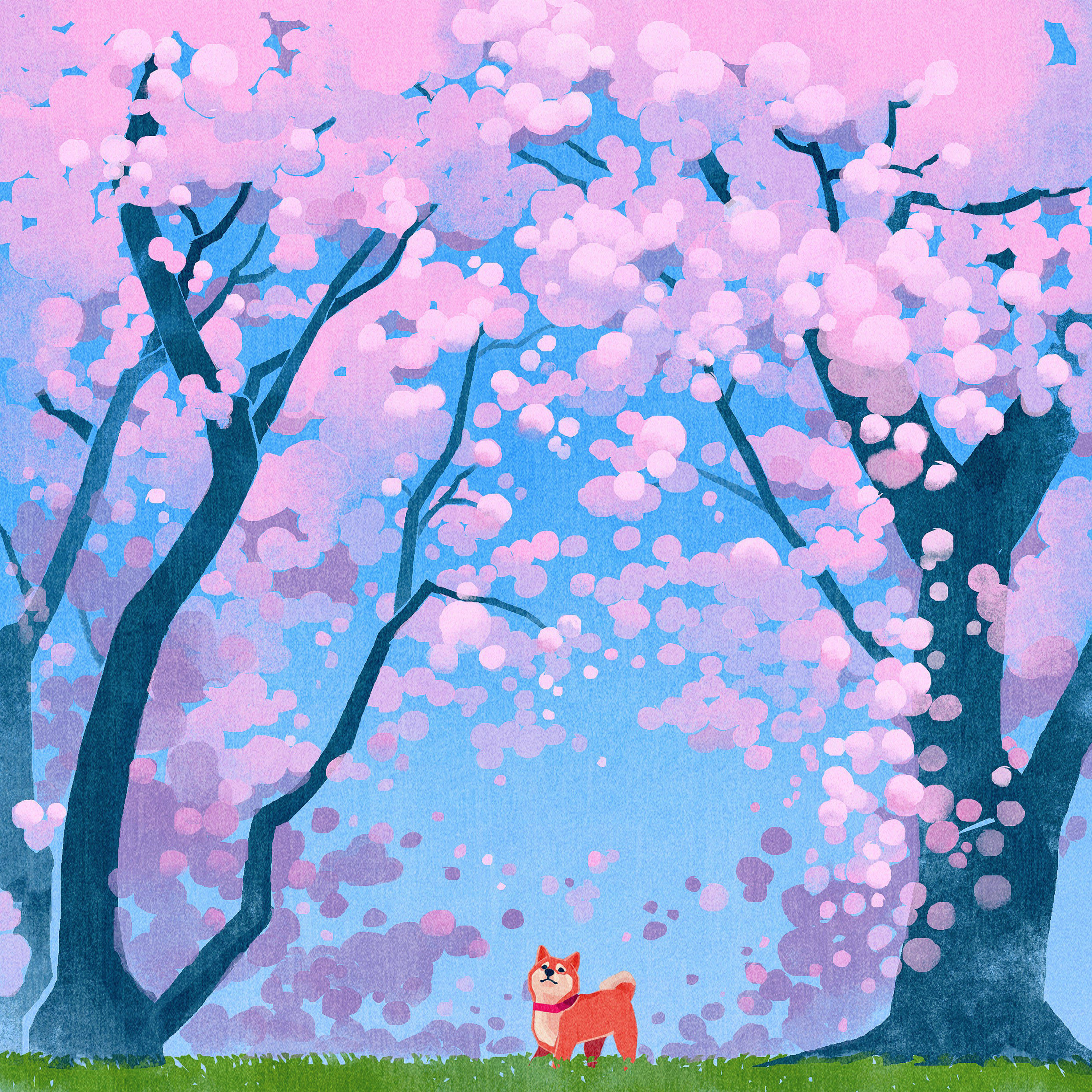 iPad Pro かわいい犬と桜 壁紙