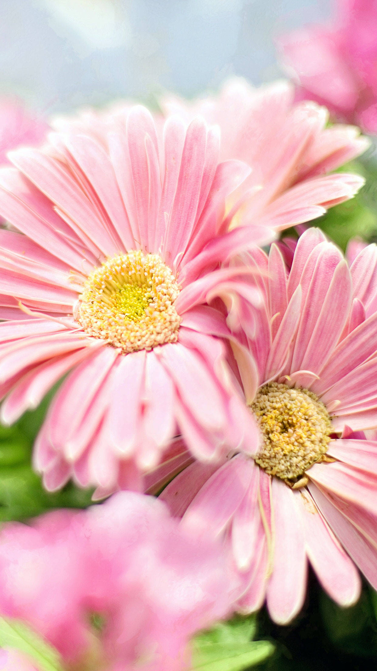 ピンクの花に黄色い蕾のiPhone壁紙 壁紙