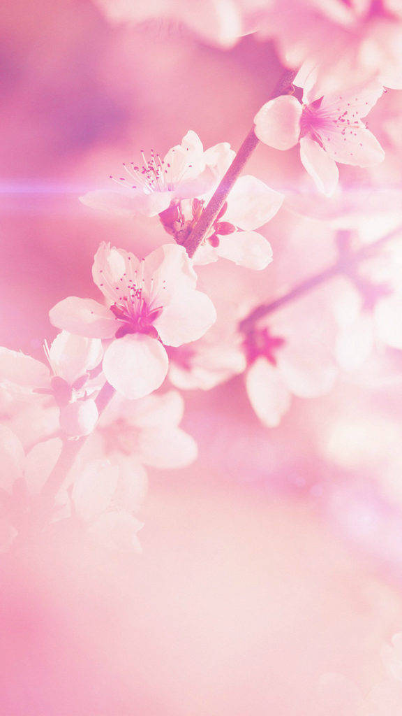 春の花 iPhone 壁紙