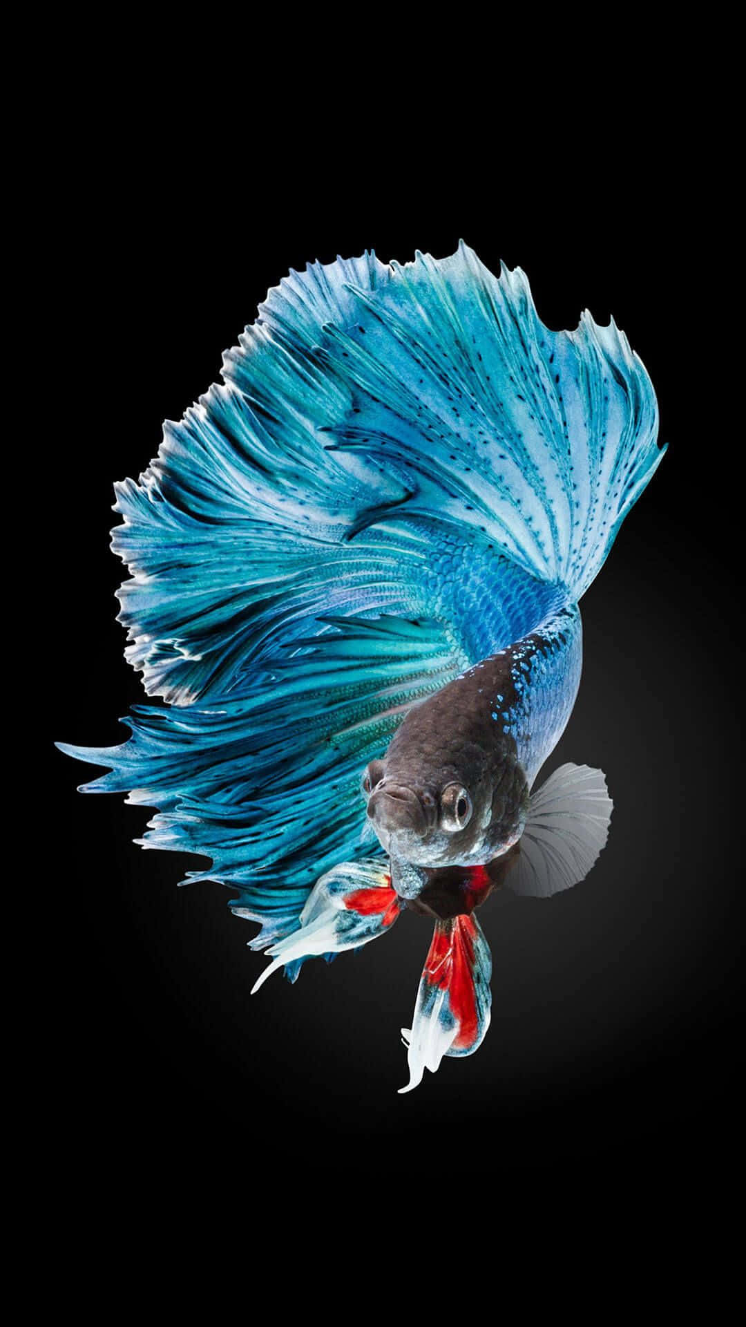 iPhone 7 Plus ライブ シャム闘魚 壁紙
