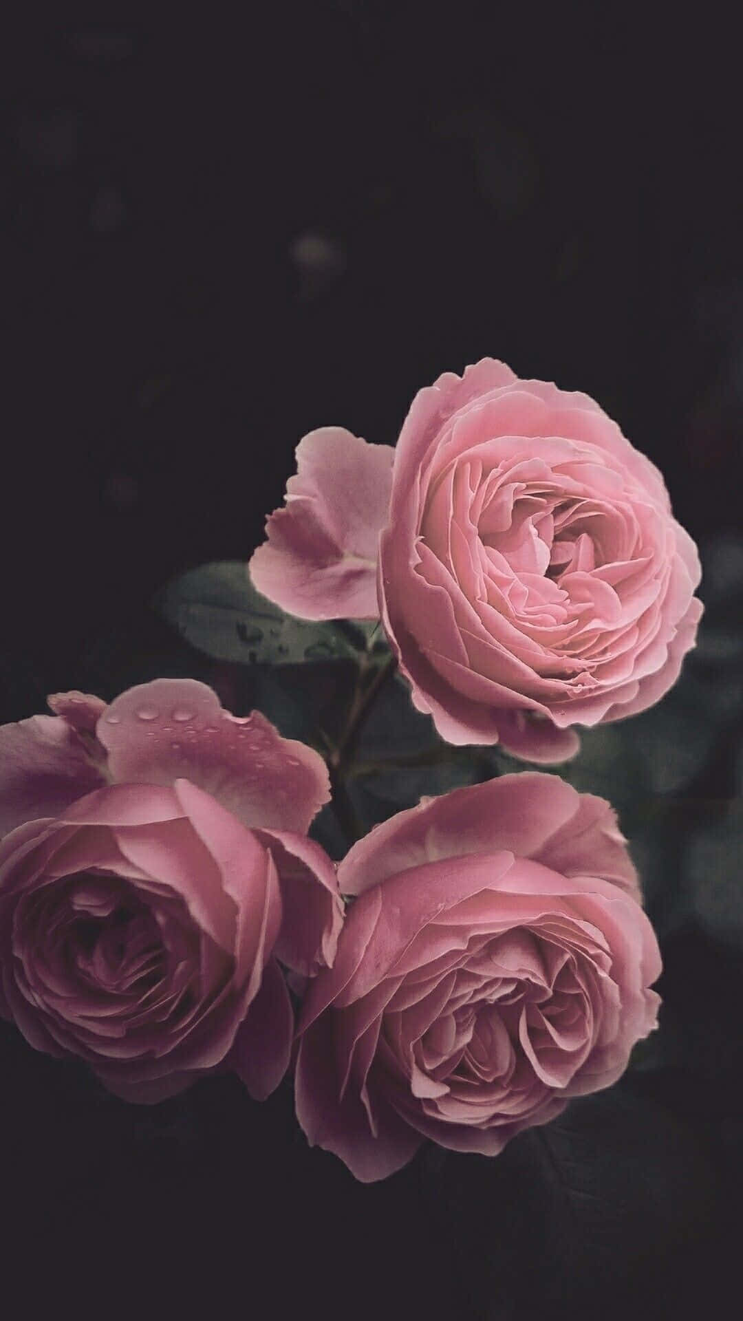 ピンクのバラの花が美しいiPhone壁紙 壁紙