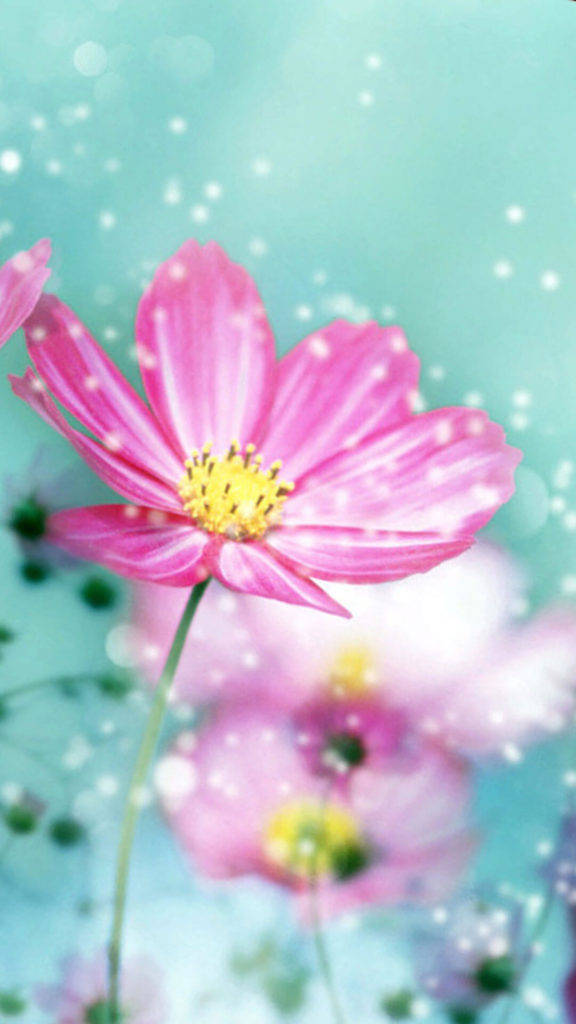 大きな花びらのピンクの花 iPhone 壁紙