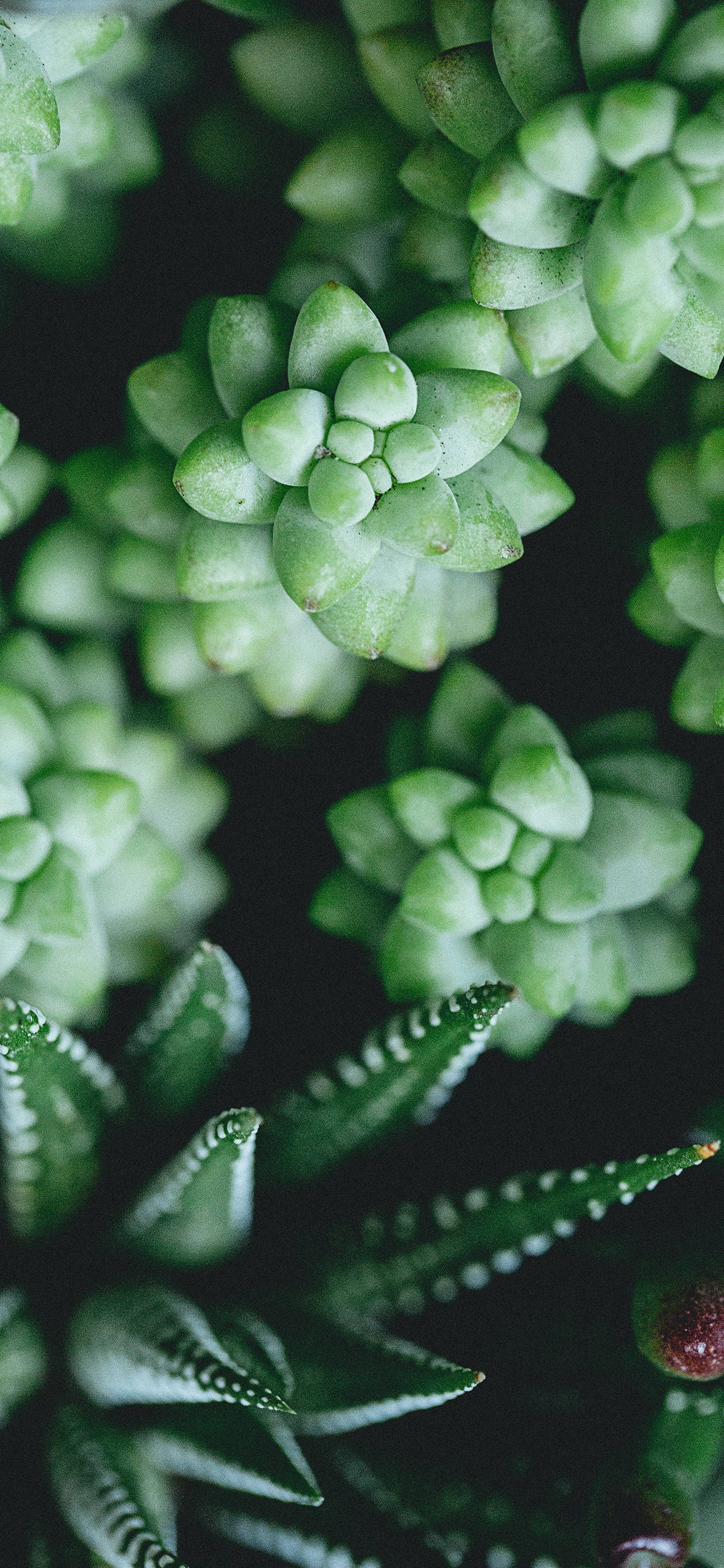 小さな多肉植物 iPhone 壁紙