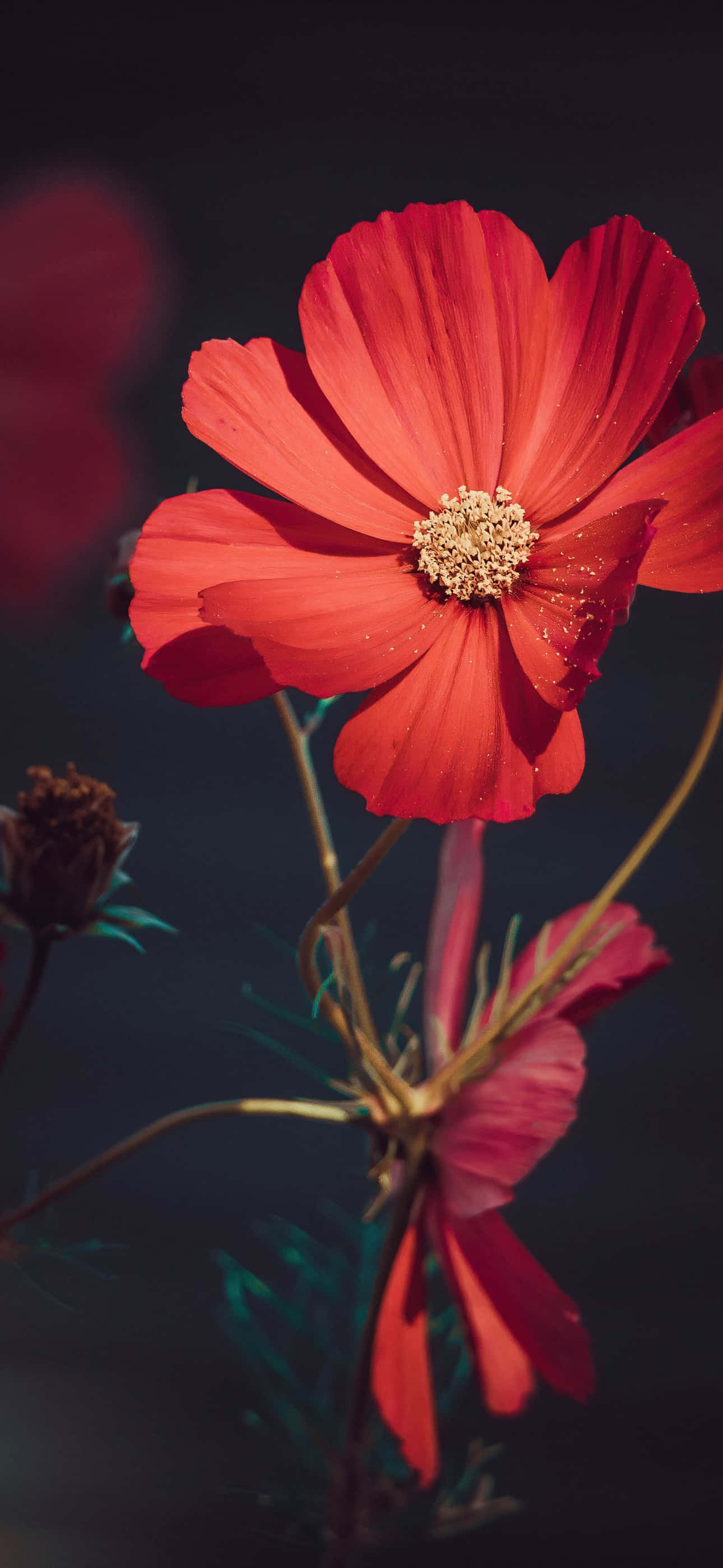 花 iPhone 赤いガーデンコスモス写真 壁紙