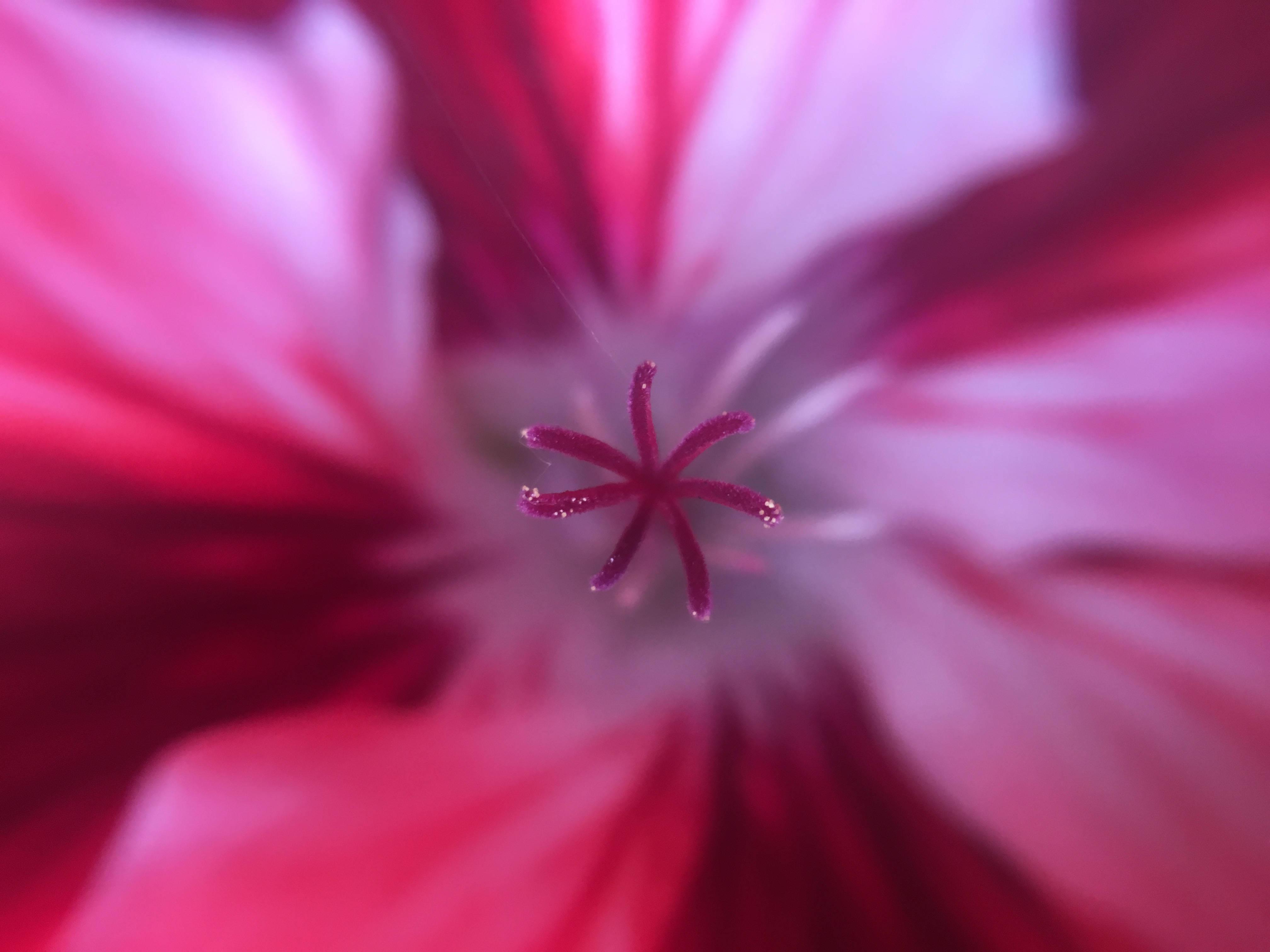 iPhoneで魅せる華やかな花のディスプレイ 壁紙
