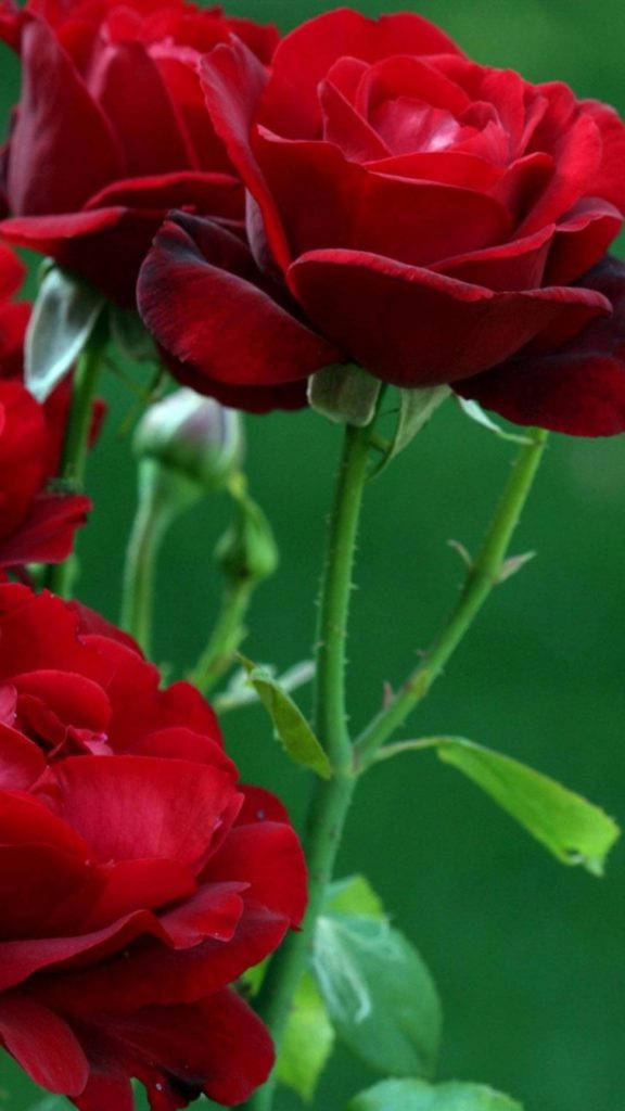 赤いバラの花 iPhone 壁紙