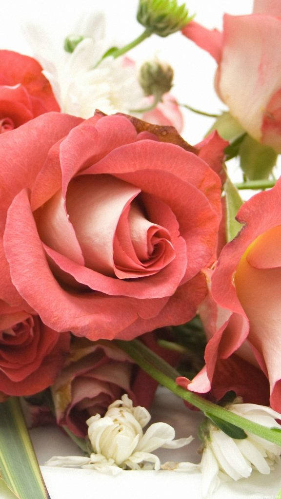 ピンクのバラの花 iPhone 壁紙
