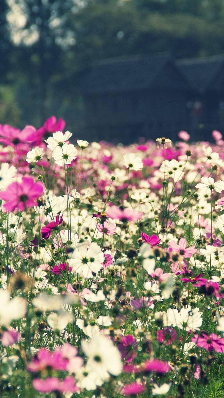 花畑フローラルiPhone 壁紙