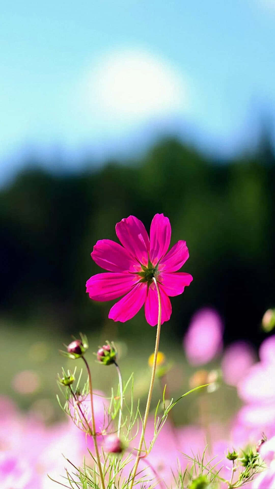 ピンクのコスモスの花 庭のiPhone画像 壁紙