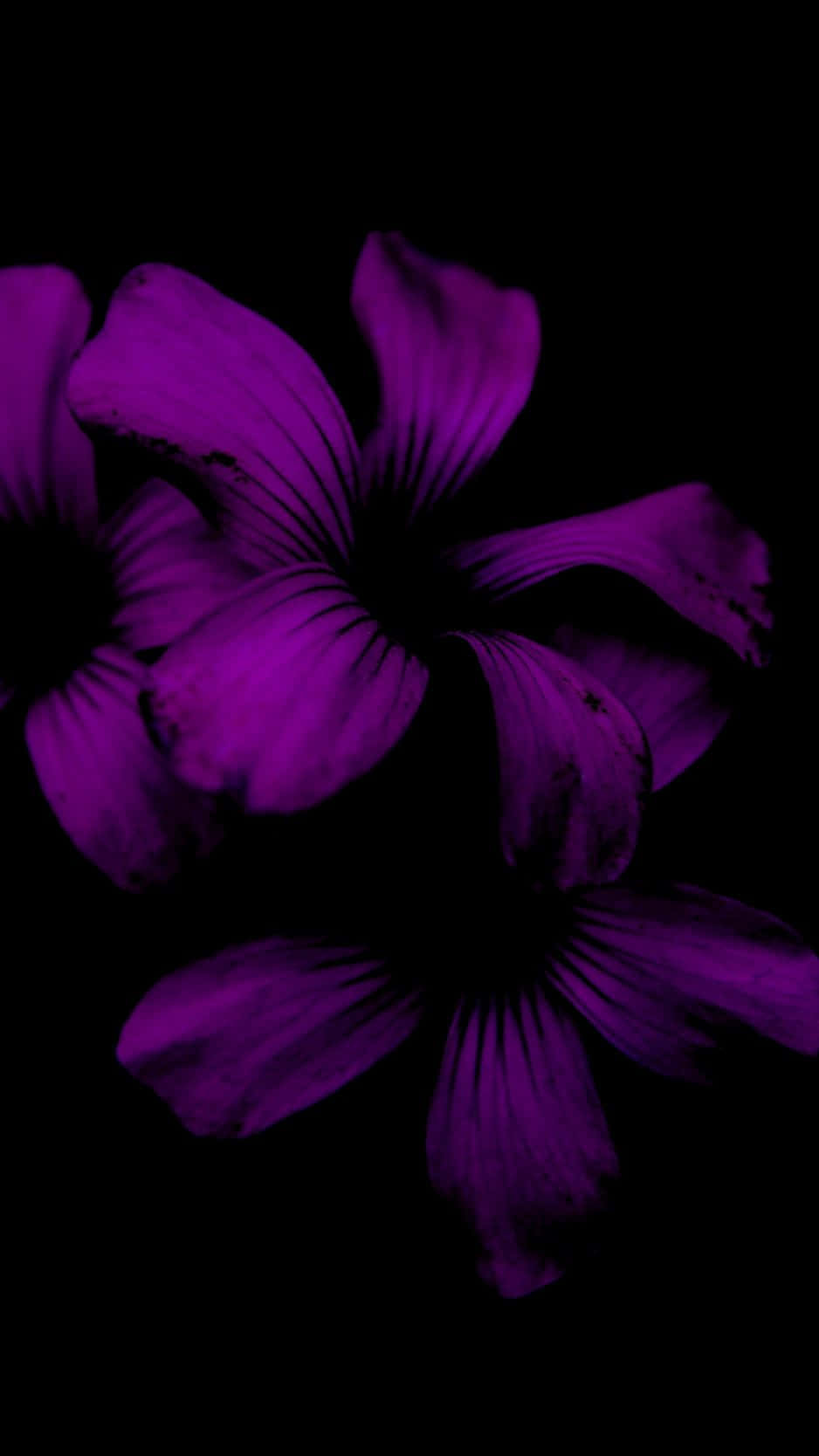 黒い背景のiPhoneに映える鮮やかな花 壁紙
