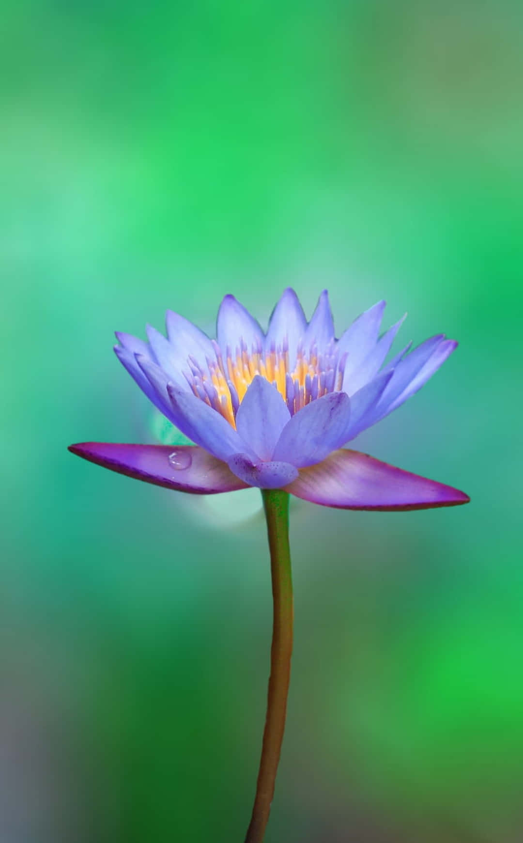 花 iPhone Posterazzi ロータス フォトグラフィー 写真 壁紙